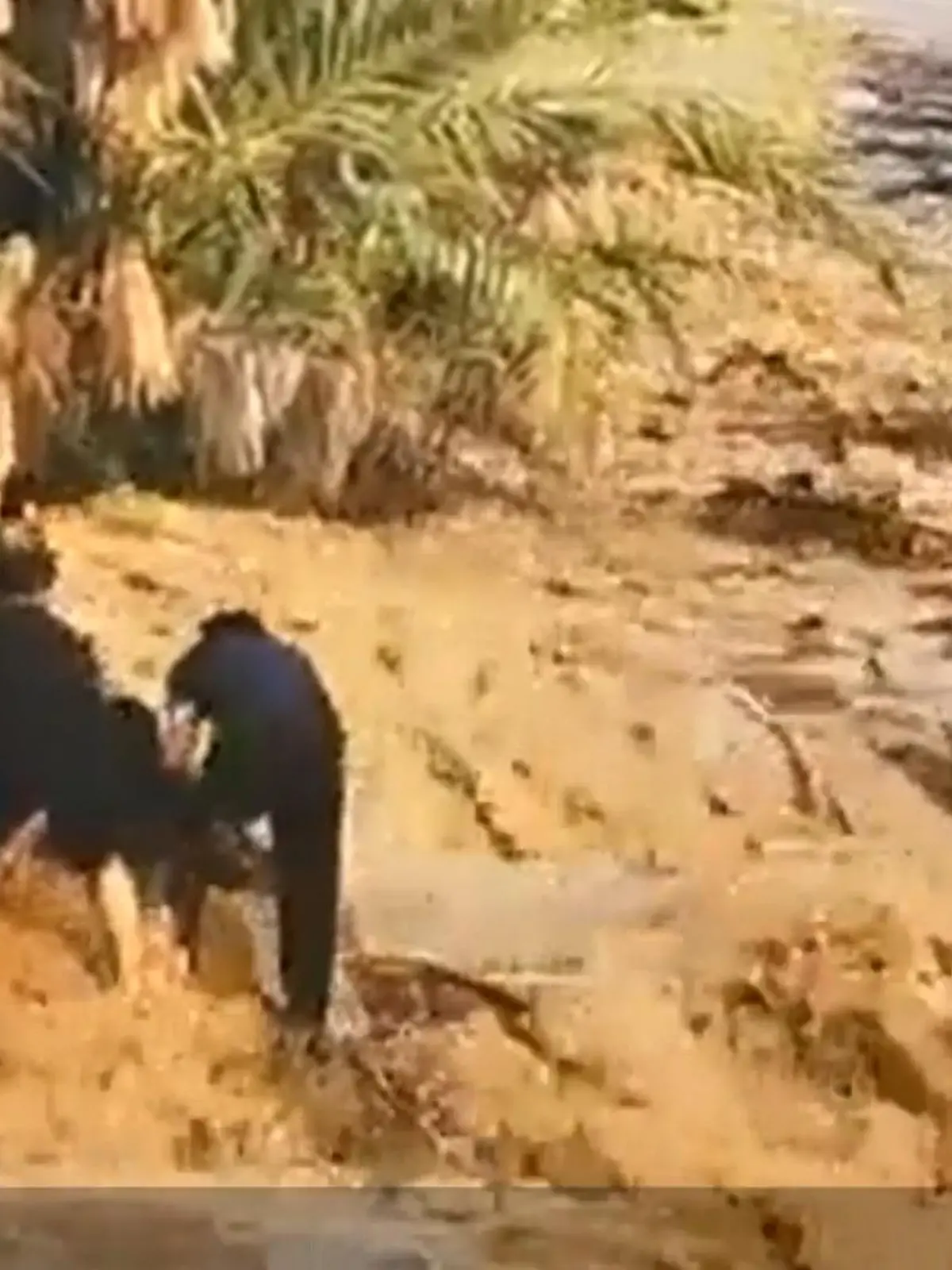 Starke Regenfälle haben eine Flutwelle in einem Fluss im Oman ausgelöst. In einem dramatischen Video ist zu sehen, wie Menschen vor den reißenden Wassermassen flüchten.