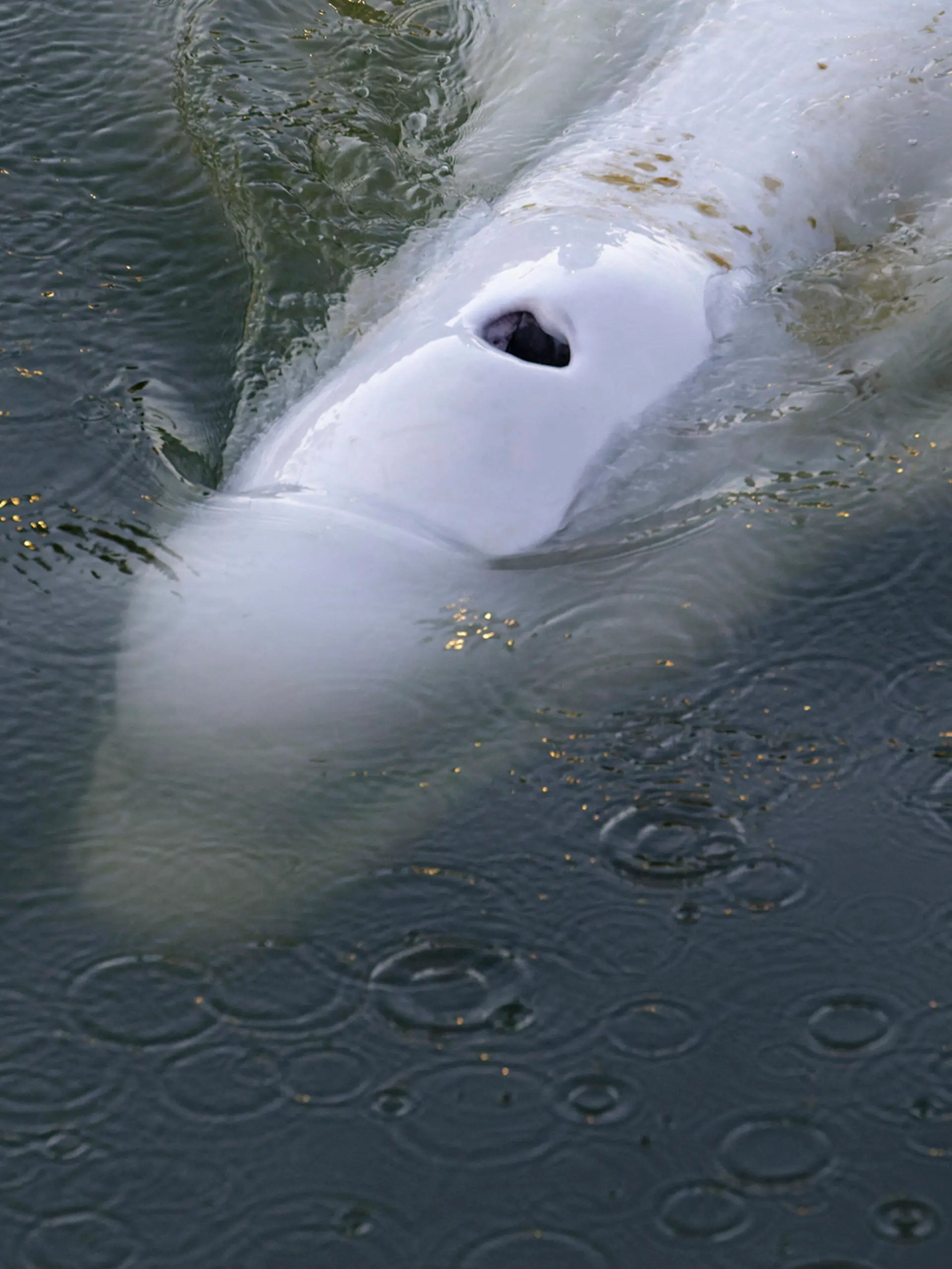 HANDOUT - 06.08.2022, Frankreich, Notre Dame De La Garenne: Dieses von der Umweltschutzorganisation Sea Shepherd zur Verfügung gestellte Bild zeigt einen Belugawal, der in der Seine schwimmt. Französische Umweltschützer erklärten am 08.08.22, dass die Bemühungen, einen gefährlich abgemagerten Belugawal, der sich in die Seine verirrt hat, zu füttern, bisher gescheitert sind. Experten suchen nun nach Möglichkeiten, das Tier aus der Flussschleuse zu befreien, wo es nun feststeckt. Foto: Uncredited/Sea Shepherd/AP/dpa - ACHTUNG: Nur zur redaktionellen Verwendung im Zusammenhang mit der aktuellen Berichterstattung innerhalb der nächsten 14 Tage und nur mit vollständiger Nennung des vorstehenden Credits +++ dpa-Bildfunk +++