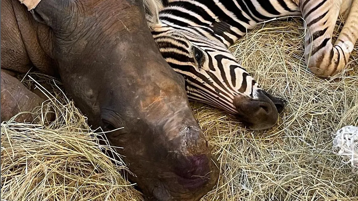 In Südafrika haben ein Zebra und ein Nashorn eine ungewöhnliche Freundschaft geschlossen.