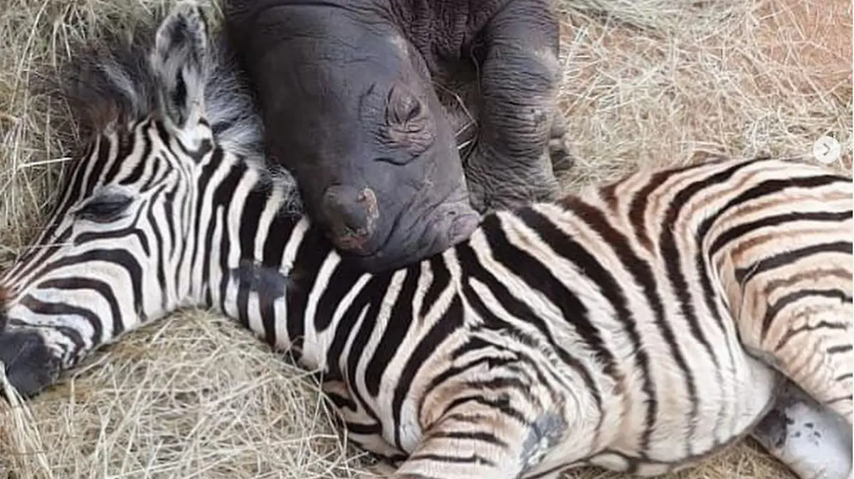 Daisy and Modjadji können nicht mehr ohne einander.
