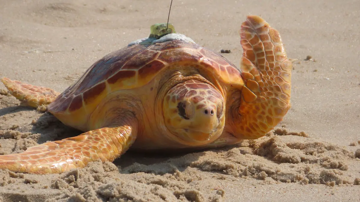 dpatopbilder - 02.08.2022, USA, Point Pleasant Beach: Eine Meeresschildkröte krabbelt auf ihrem Weg ins Meer durch den Sand, nachdem sie von der Gruppe Sea Turtle Recovery, die sie rehabilitiert hat, freigelassen wurde. Sea Turtle Recovery hat acht verletzte oder kranke Schildkröten freigelassen. Damit hat die Gruppe seit Dezember 2016 insgesamt 85 Schildkröten geheilt und ins Meer zurückgebracht. Foto: Wayne Parry/AP/dpa +++ dpa-Bildfunk +++