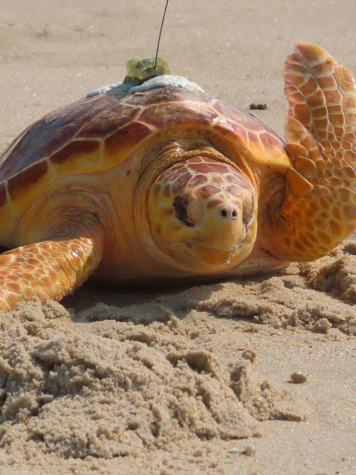 dpatopbilder - 02.08.2022, USA, Point Pleasant Beach: Eine Meeresschildkröte krabbelt auf ihrem Weg ins Meer durch den Sand, nachdem sie von der Gruppe Sea Turtle Recovery, die sie rehabilitiert hat, freigelassen wurde. Sea Turtle Recovery hat acht verletzte oder kranke Schildkröten freigelassen. Damit hat die Gruppe seit Dezember 2016 insgesamt 85 Schildkröten geheilt und ins Meer zurückgebracht. Foto: Wayne Parry/AP/dpa +++ dpa-Bildfunk +++