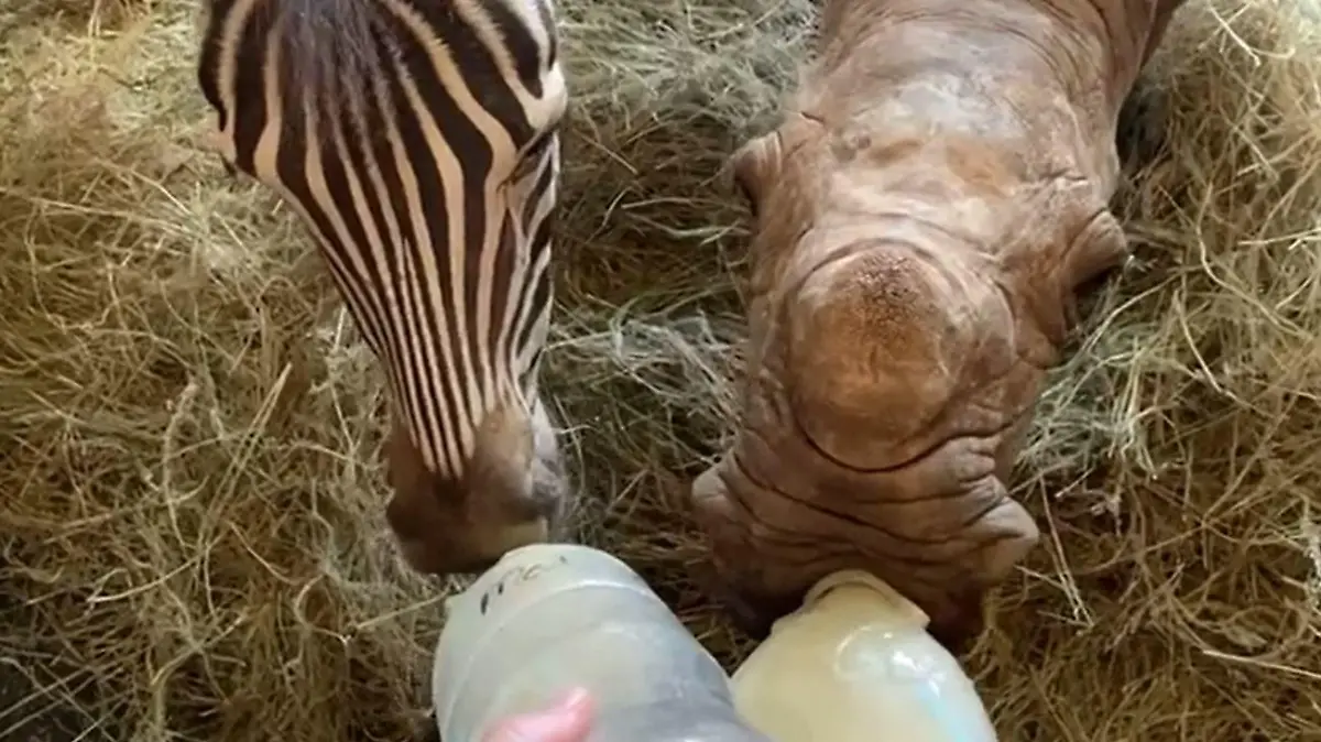 Nashorn Daisy und Zebra Modjadji: In Gesellschaft schmeckt es am Besten.