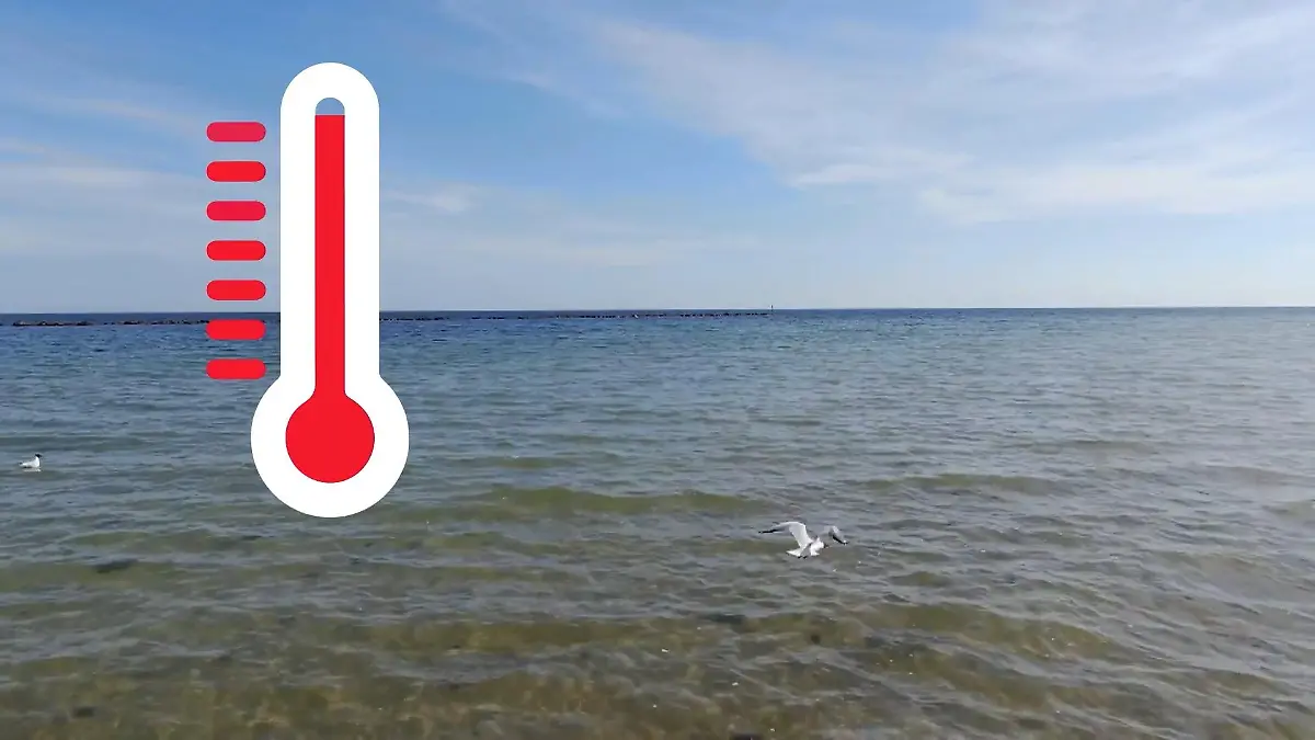 In der Ostsee gibt es kaum noch Fische Warmes Wasser und Überfischung sind schuld