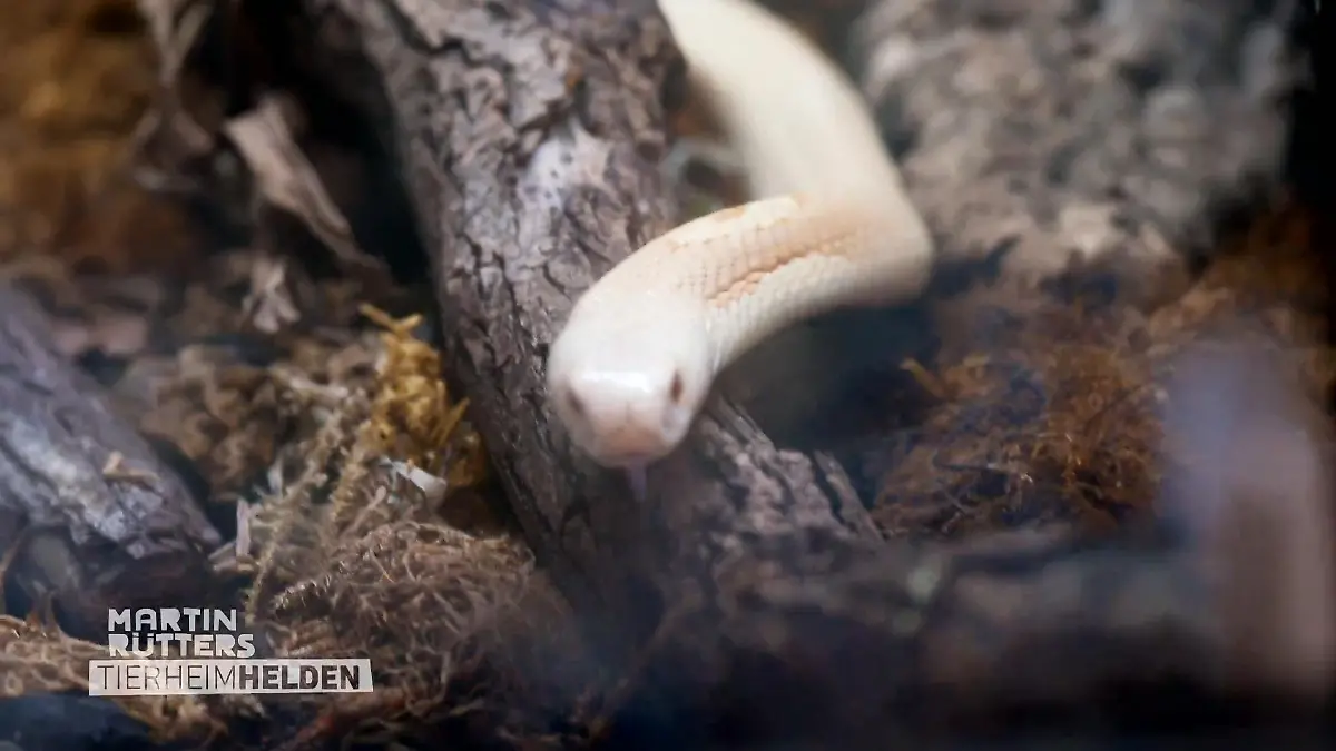 Martin schaut sich giftge Schlangen an Im Tierheim