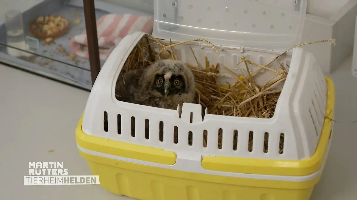 Martin zu Besuch im Tierheim München Tierschutz-Institution