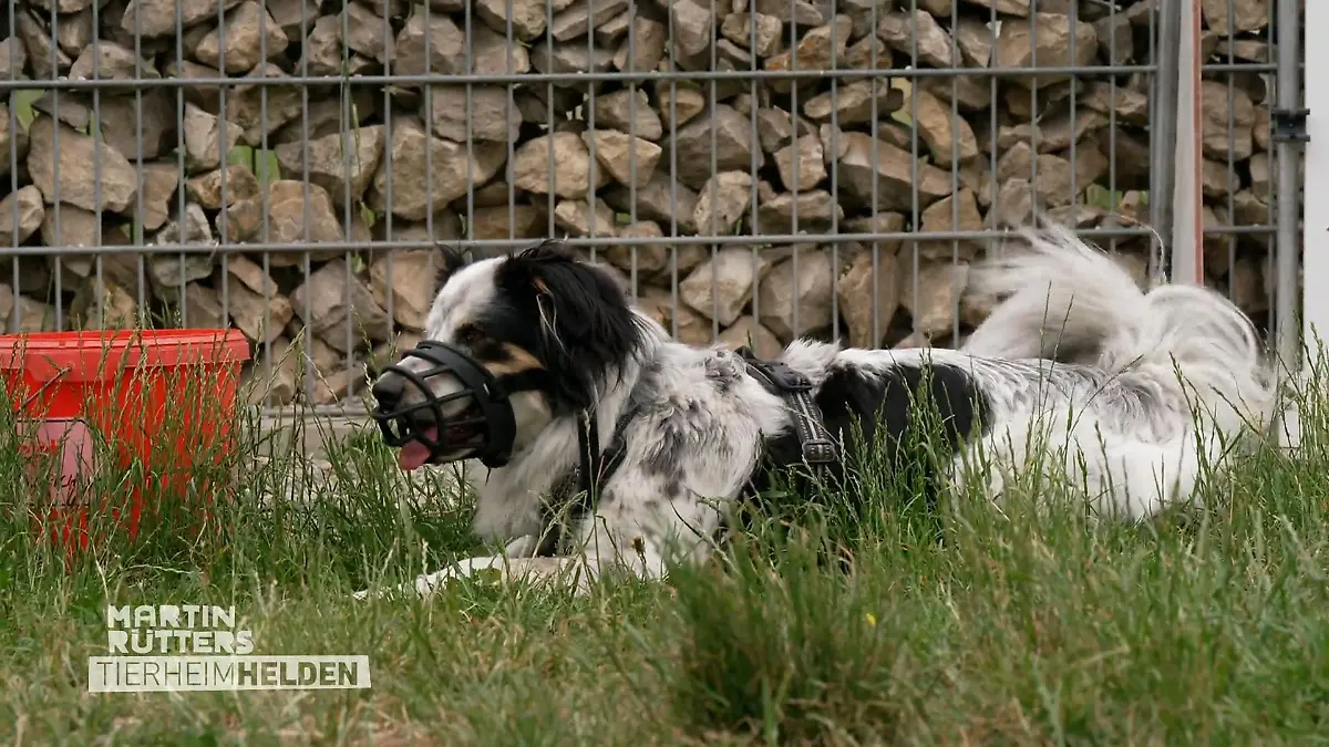 Hundetraining mit Loki Im Hundehaus
