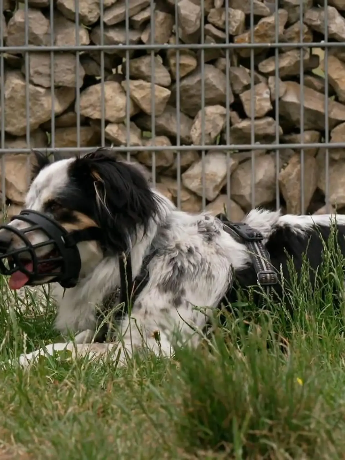 Bild zu: "Hundetraining mit Loki"