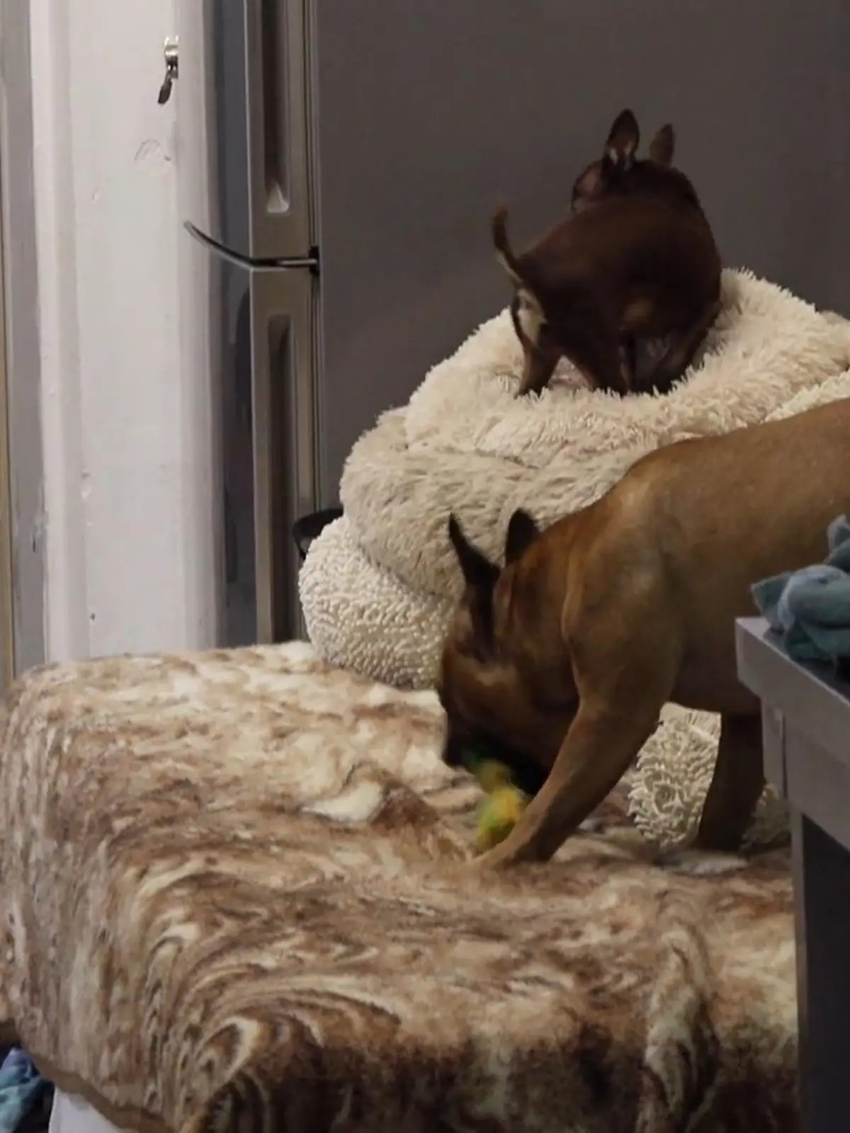 Bild zu: "Marcel zu Besuch im Hundehaus"