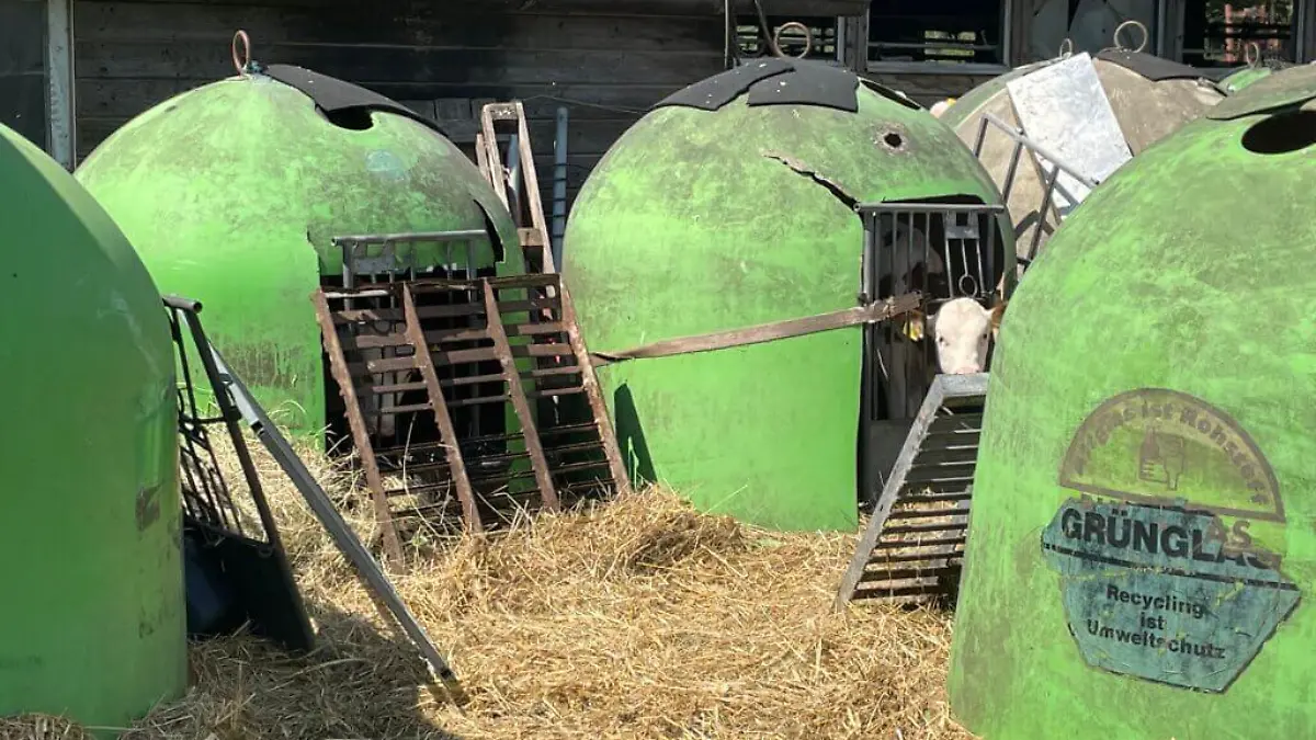 Bauernhof in Herbstein sperrt Kälber in Container.