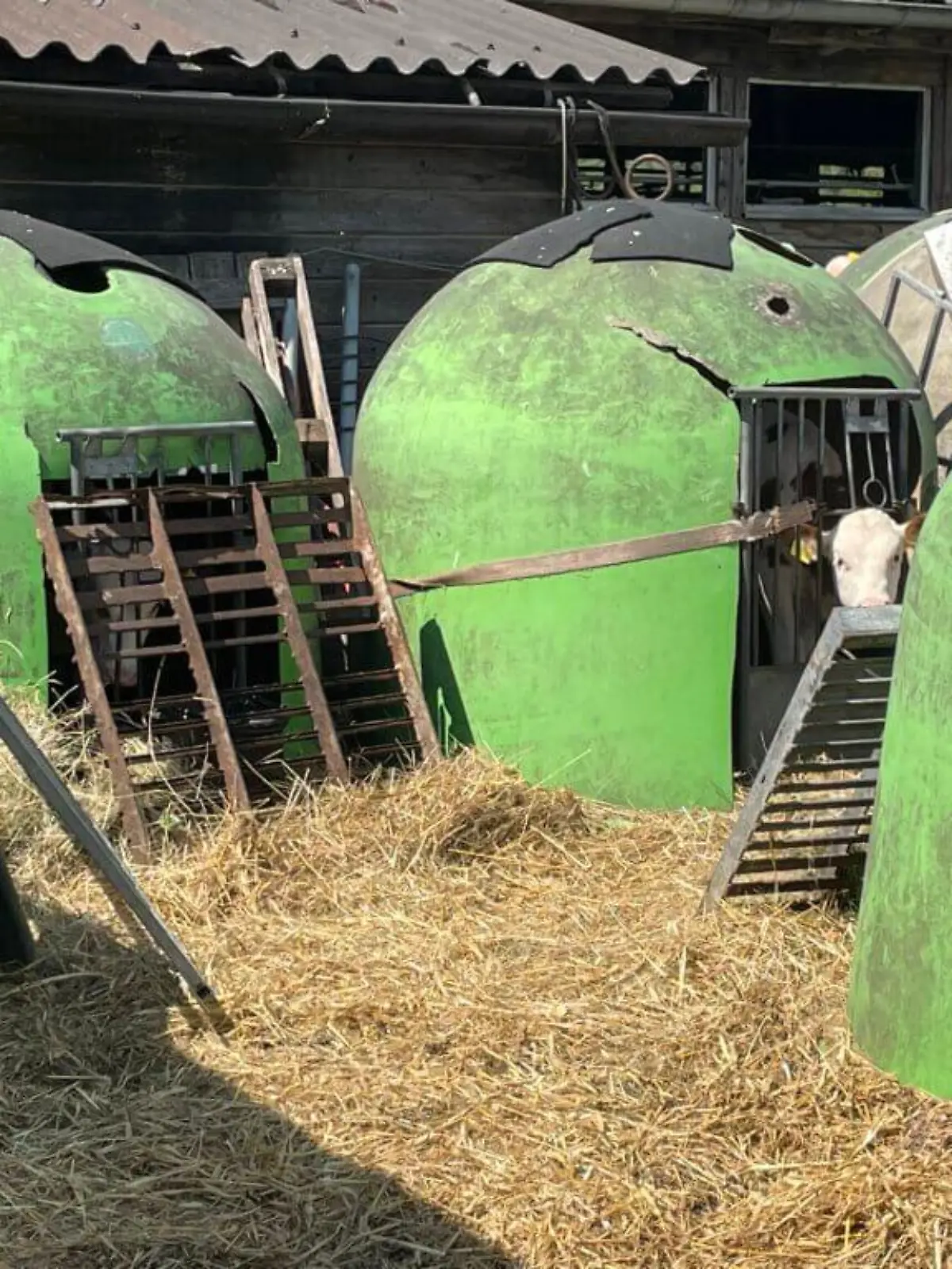 Bauernhof in Herbstein sperrt Kälber in Container.
