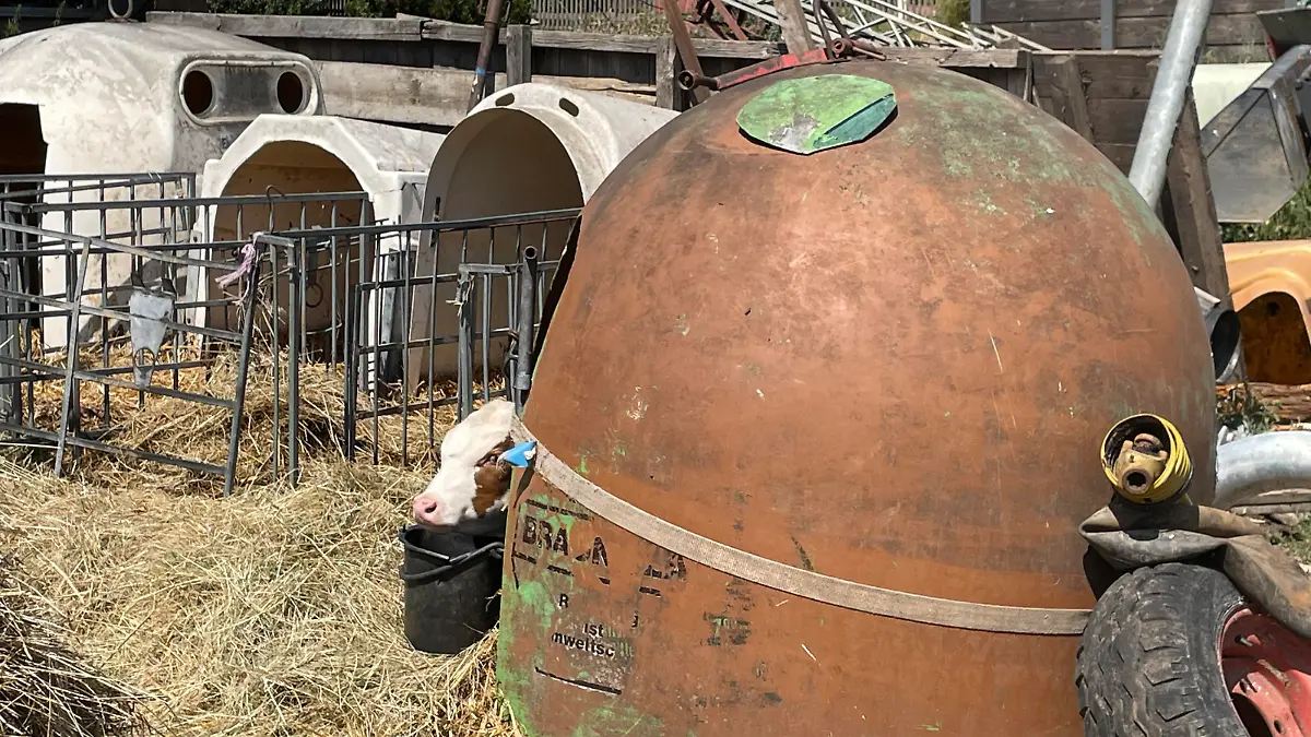 Bauernhof in Herbstein sperrt Kälber in Altglascontainer