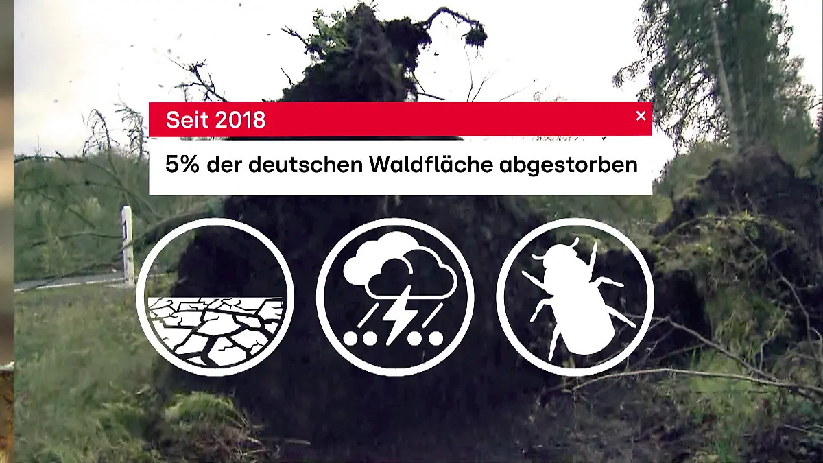 Klima Update: Vier von fünf Bäumen sind krank Waldsterben in Deutschland