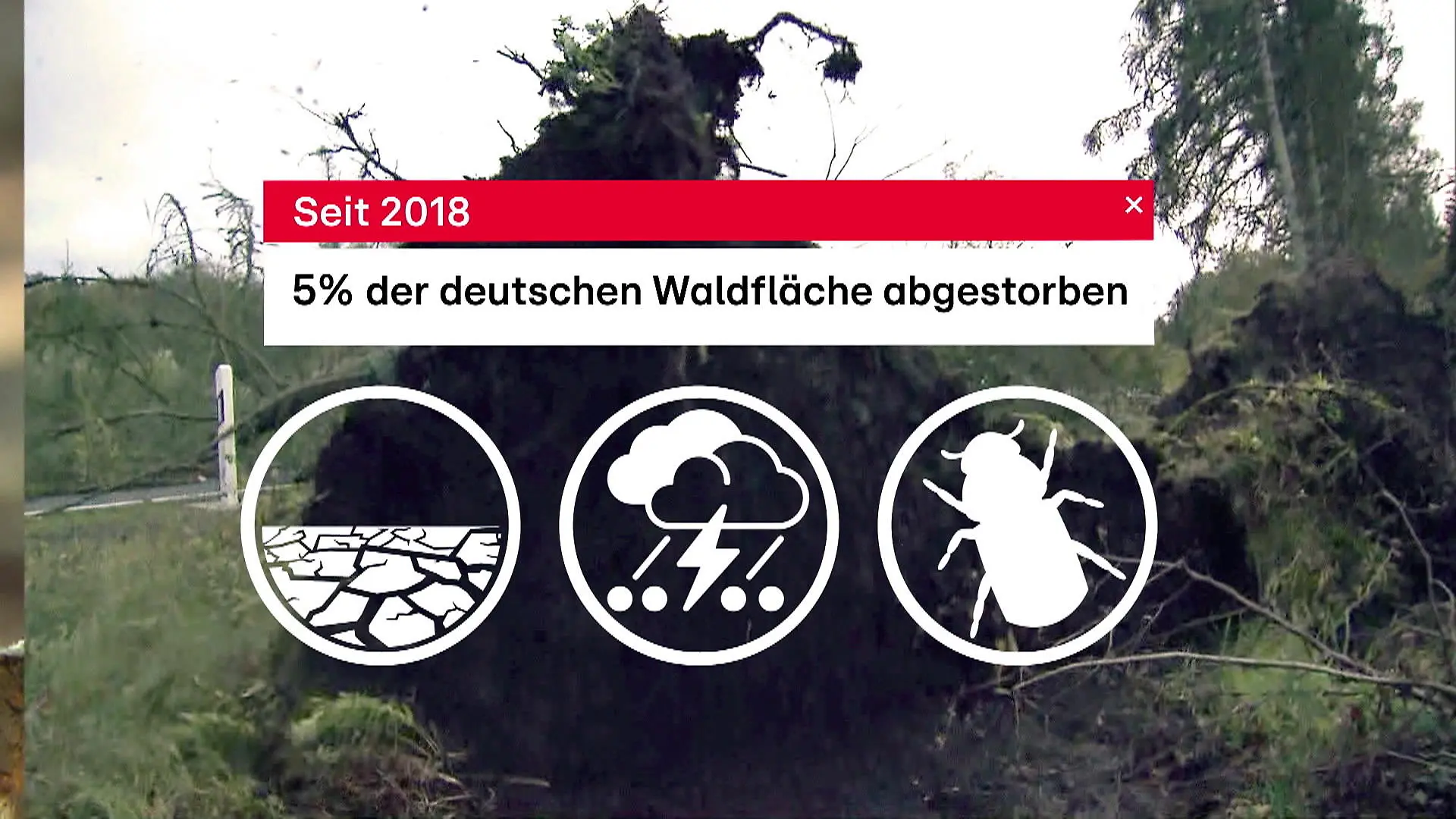 Klima Update: Vier von fünf Bäumen sind krank Waldsterben in Deutschland