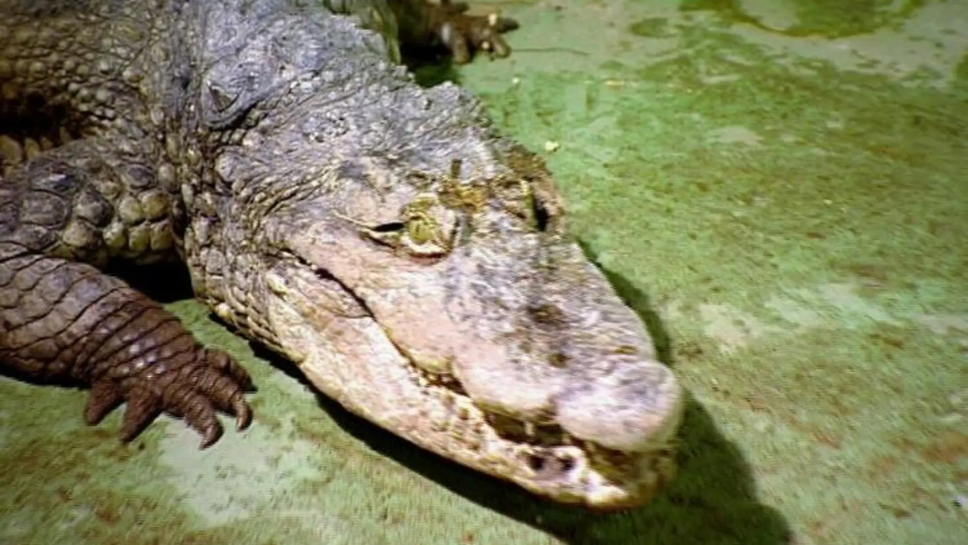 krokodil