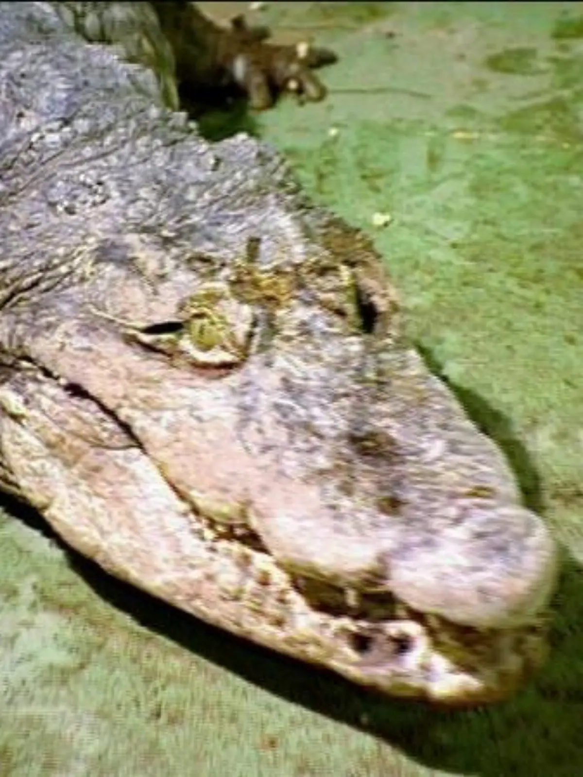 krokodil