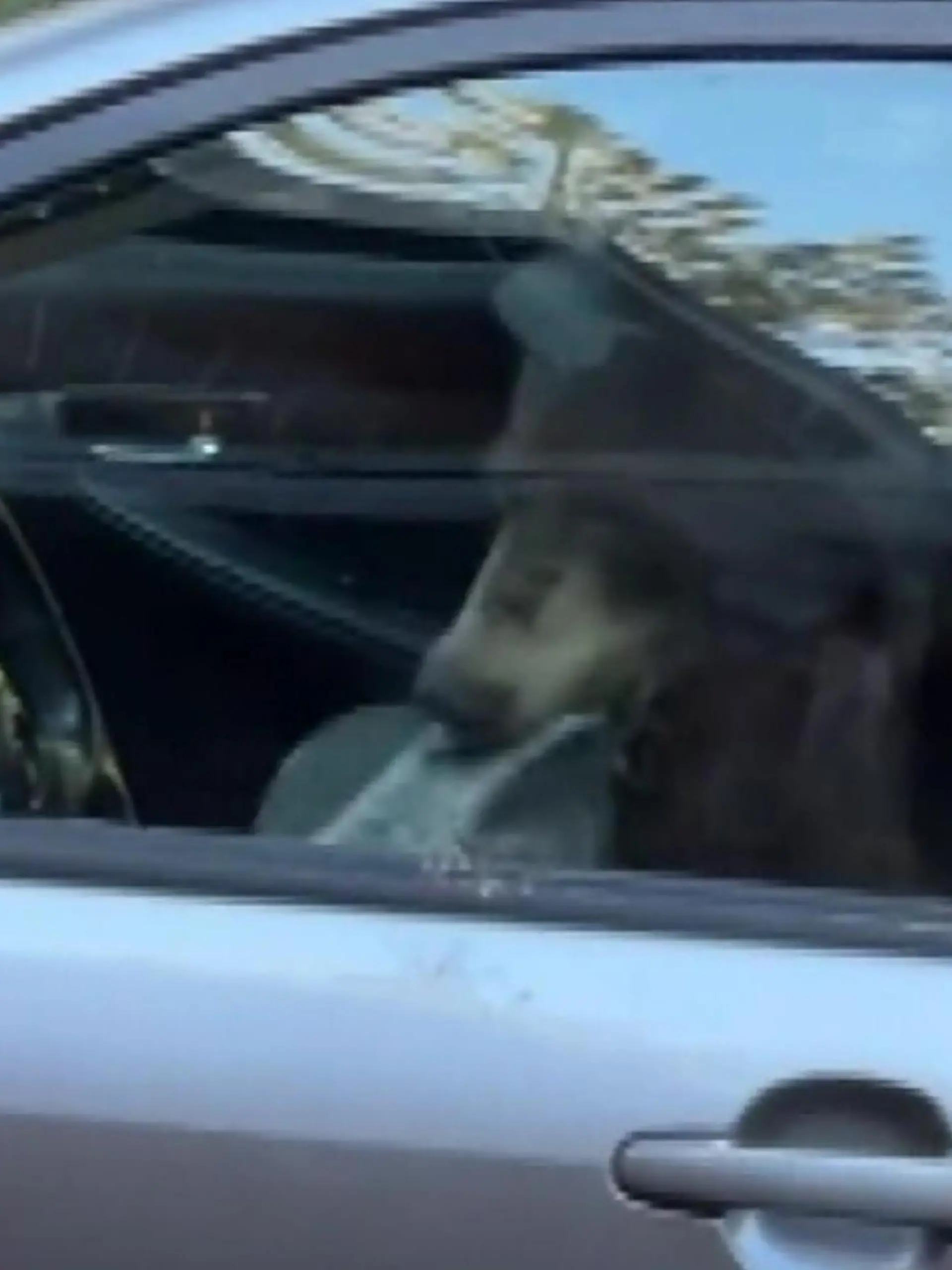 Ein Bär ist in Kalifornien in ein Auto eingebrochen und hat das Innere des Wagens zerstört.