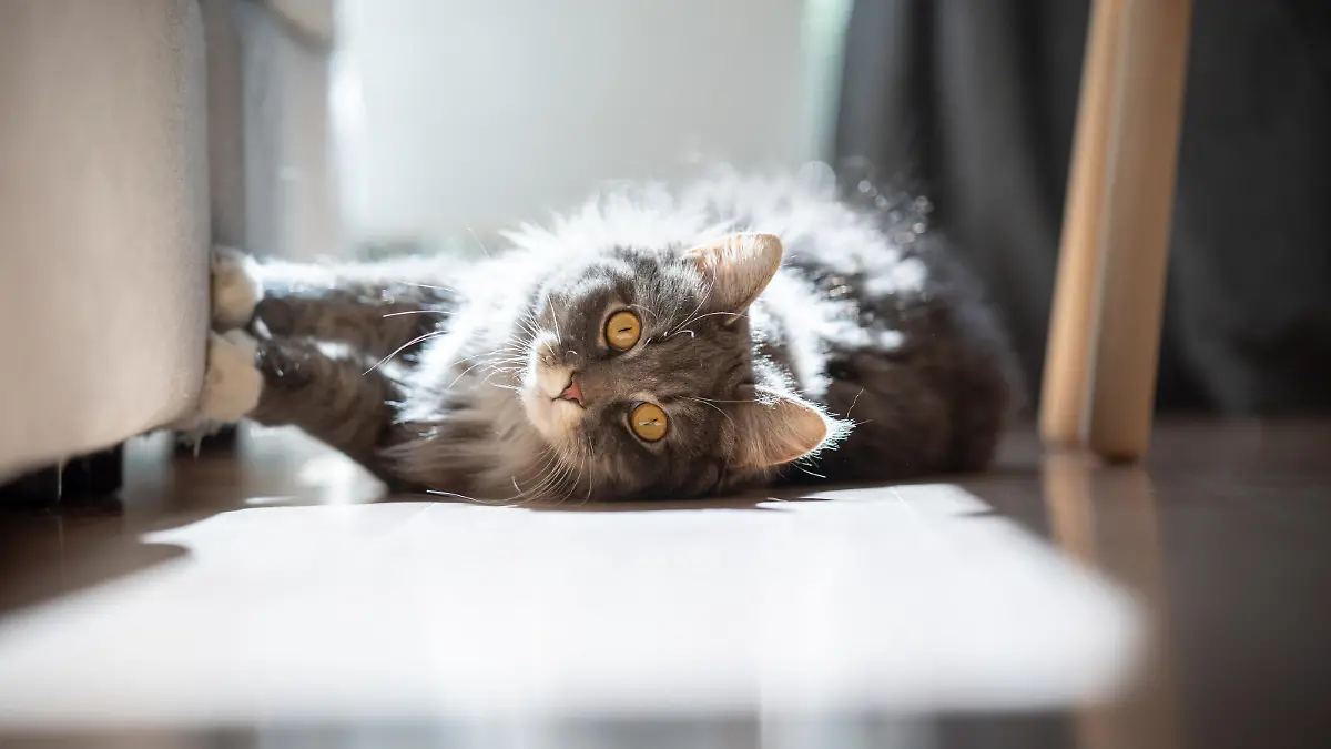 curious maine coon cat lying on side scratching sofa looking at camera in sunlight