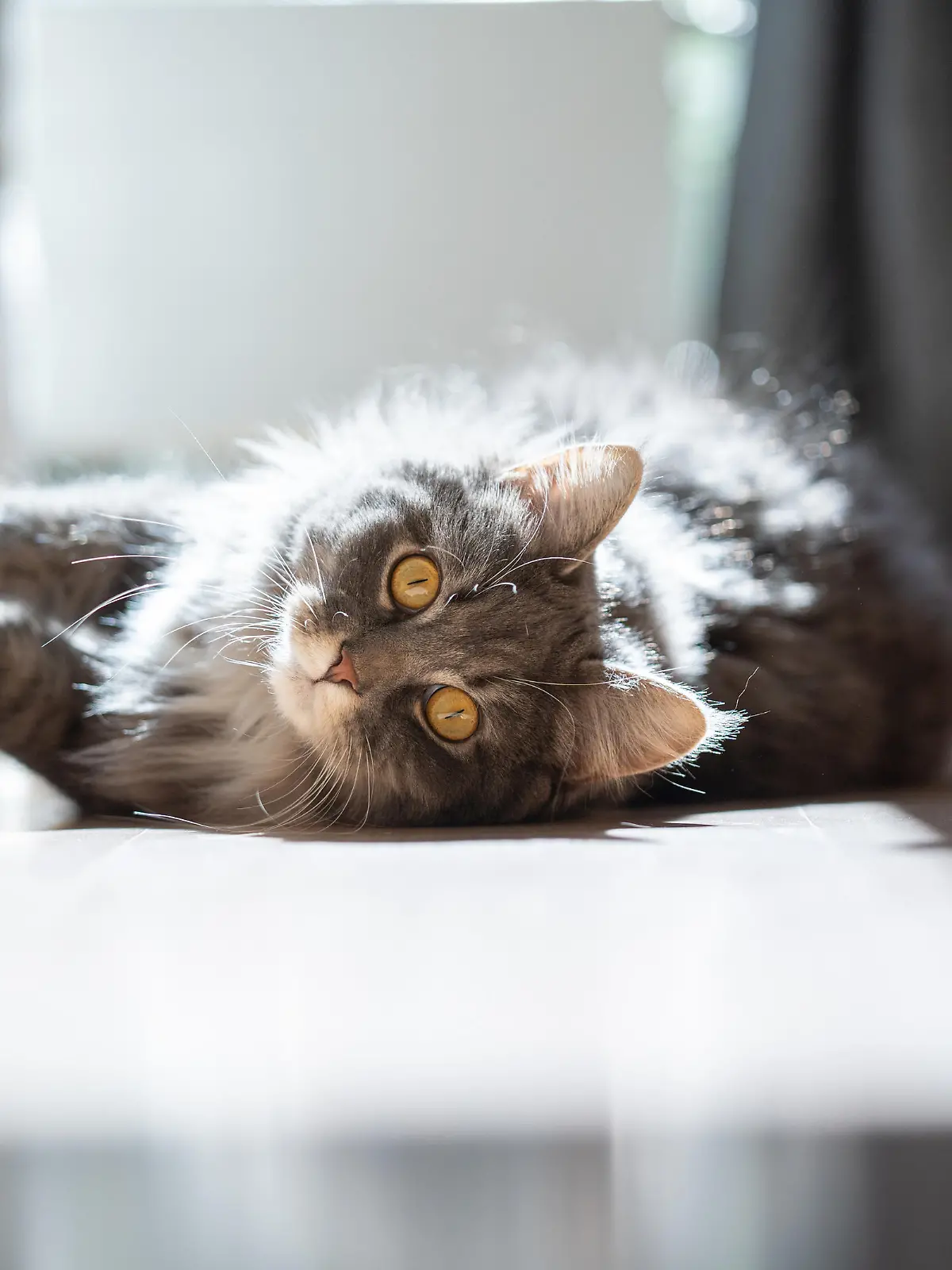 curious maine coon cat lying on side scratching sofa looking at camera in sunlight