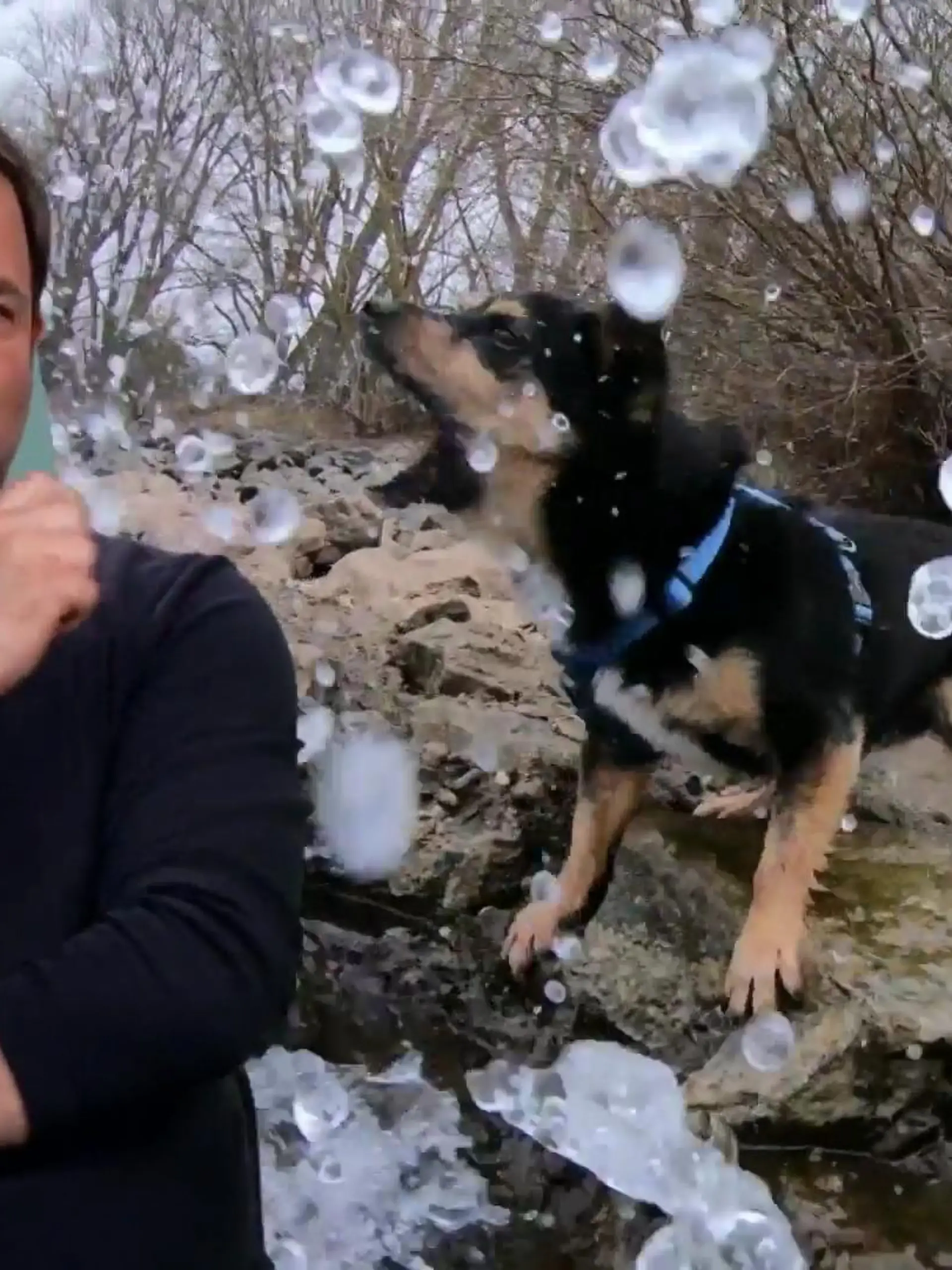 Bild zu: "Hundemama Evelyn hat Angst um ihren Chihuahua-Mix Alvin"