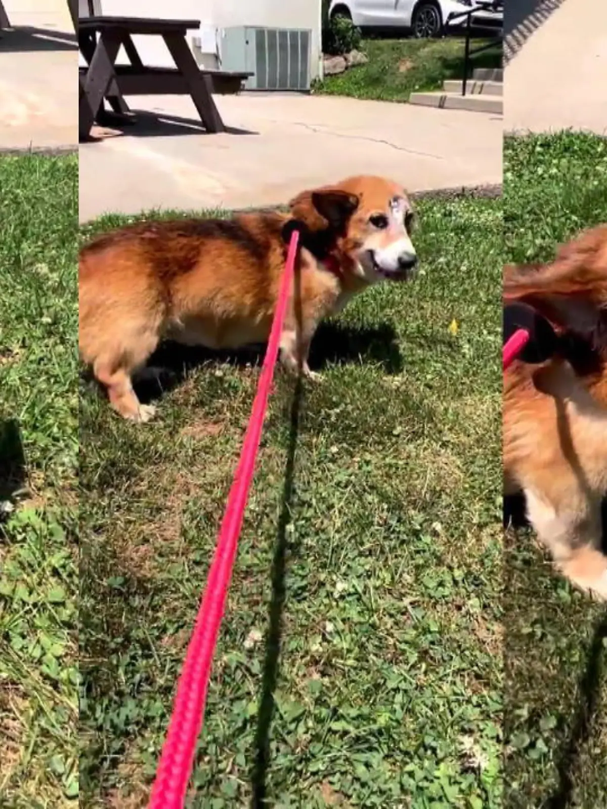 Dass Katzen sieben Leben haben, ist den meisten Menschen bekannt. Aber Haben Sie schon mal von einem Hund mit sieben Leben gehört? Dann sollten sie Arthur den Corgi kennenlernen, der einen besonders starken Überlebenswillen hat. 