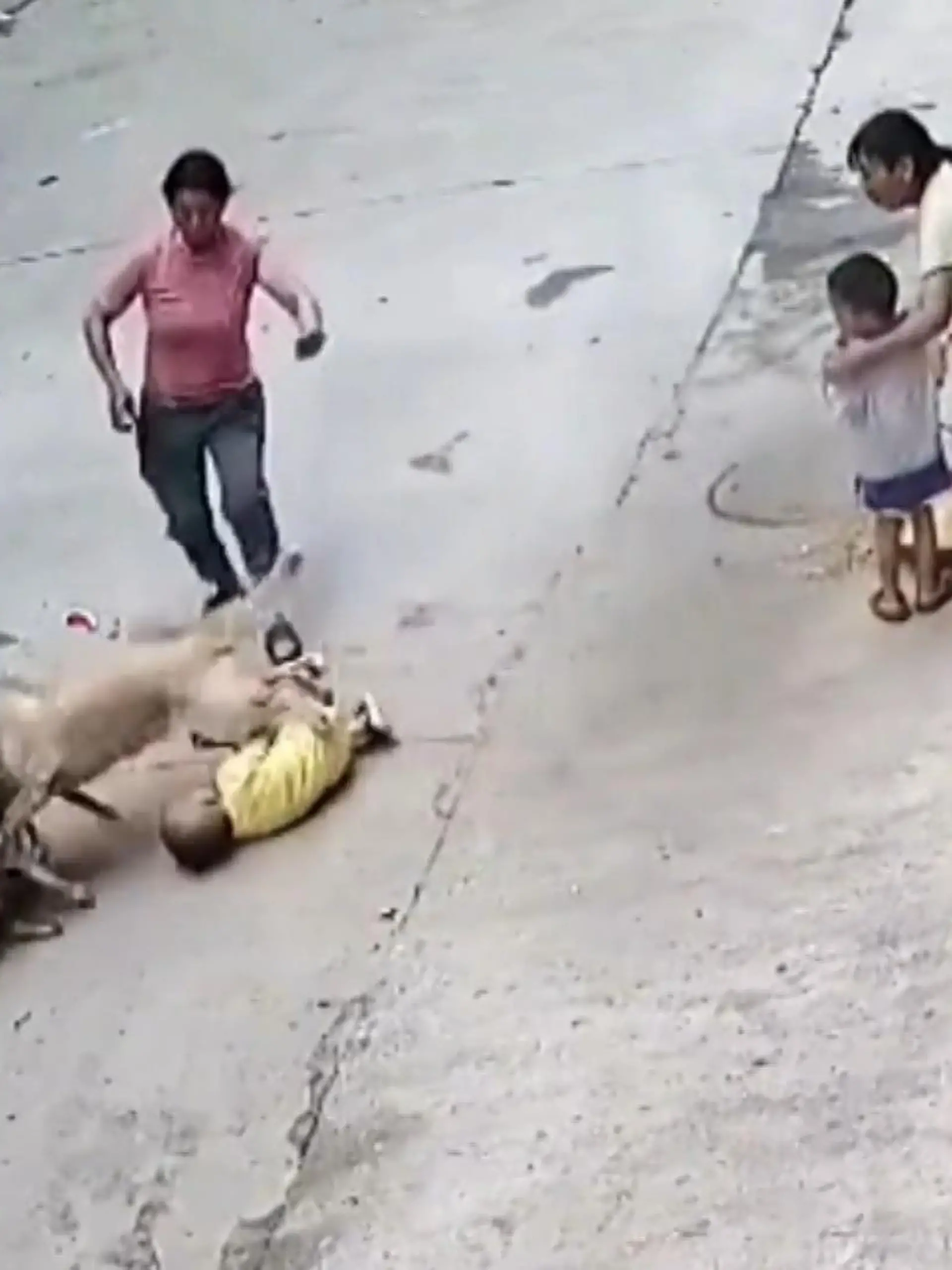 Dieser Hund hat sein kleines Herrchen vor einem ernsthaften Angriff eines Streuners bewahrt. Seit sieben Jahren lebt Xiao Bai bei der Familie. Dem Kind geht es gut. Wir zeigen sein heldenhaftes Eingreifen im Vide.