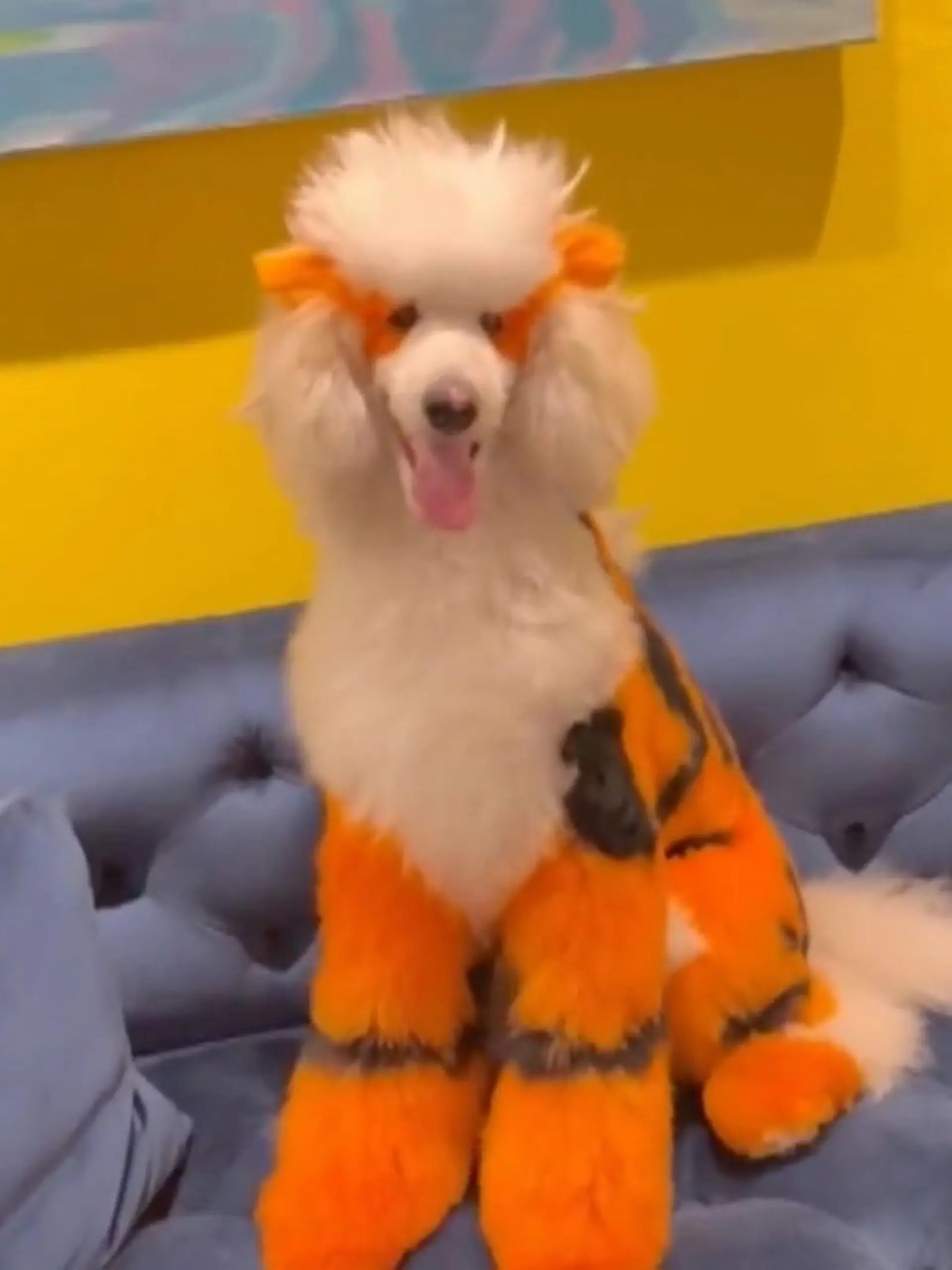 Dieser Hundefriseur lebt den Traum aller 90er-Kinder. Er hat für TikTok seinen Pudel in ein Pokémon verwandelt! Wie was aussieht, zeigen wir im Video.