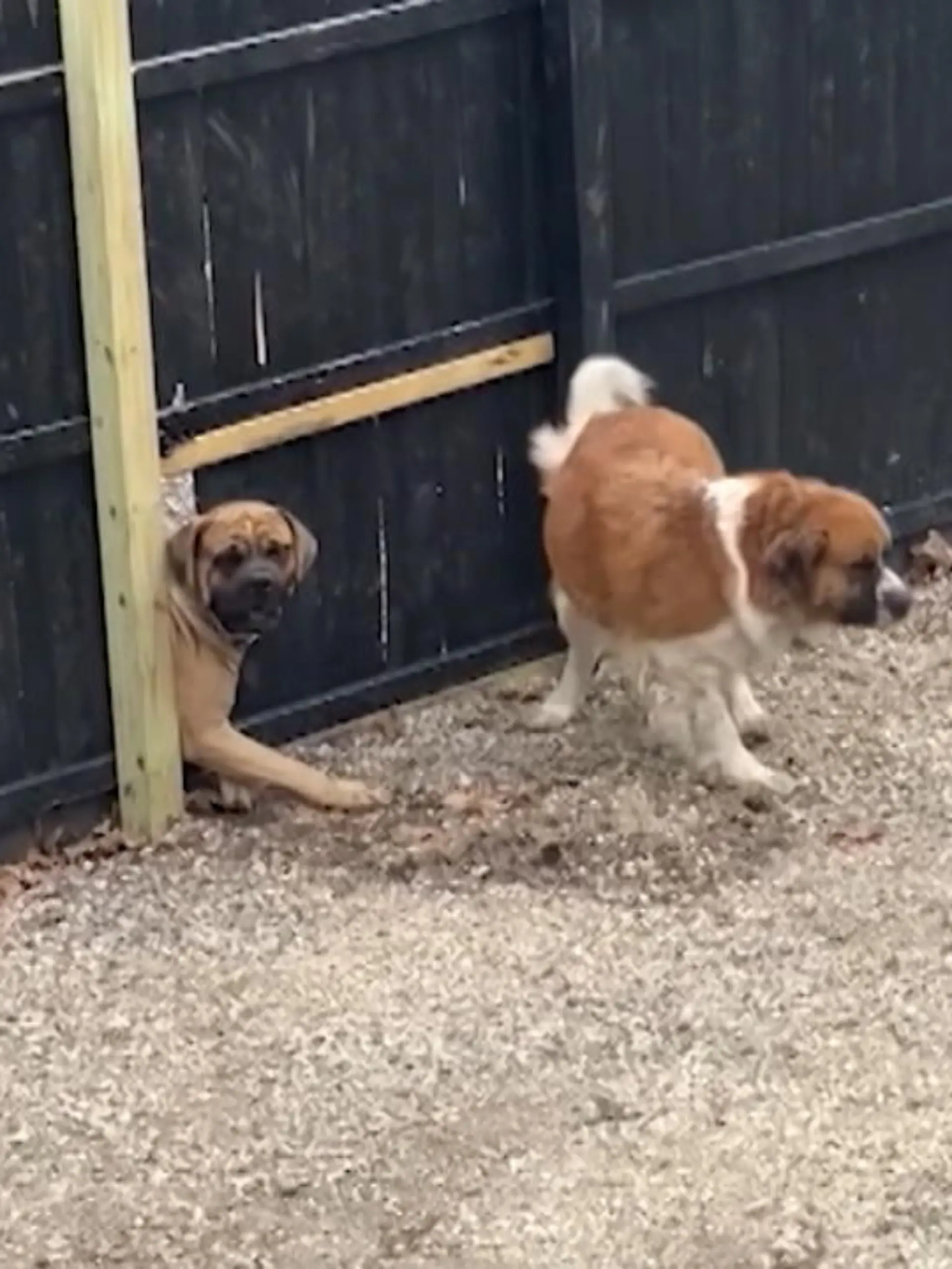 Diese Vierbeiner aus dem US-Bundesstaat Minnesota sind Nachbarn - und unzertrennlich. Damit sie zusammen spielen können, brechen die Hunde sogar ein Loch in den Zaun. Mehr dazu im Video.