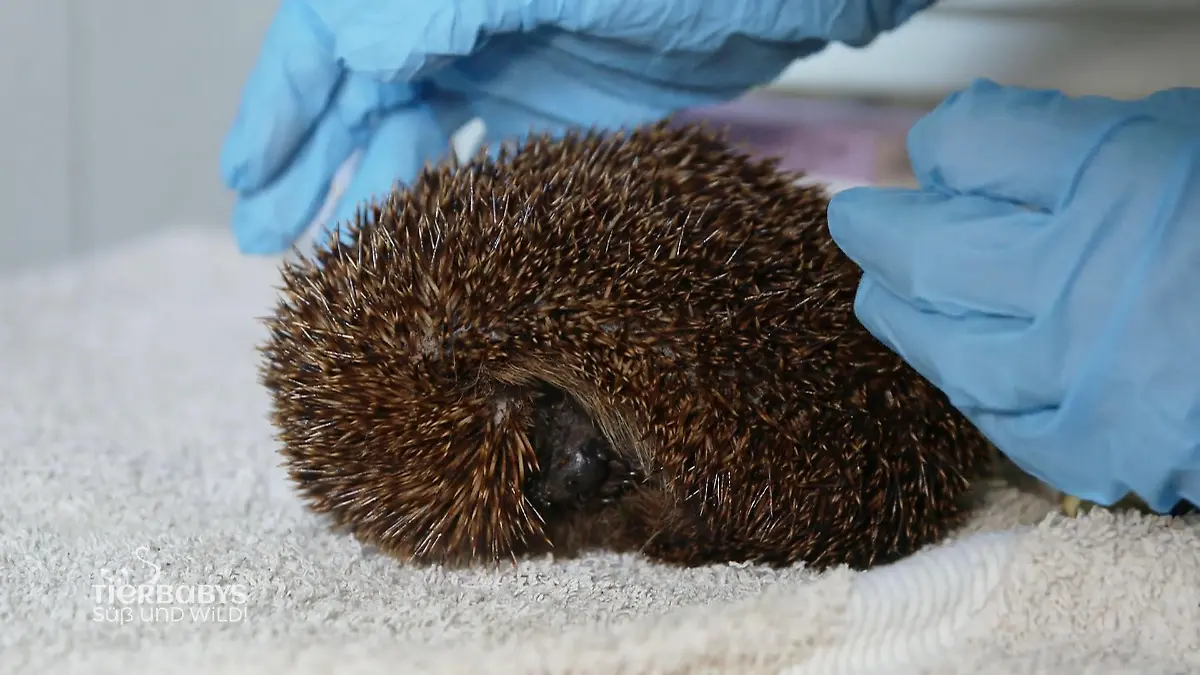 Eine stachelige Dame braucht Hilfe Igel-Alarm!