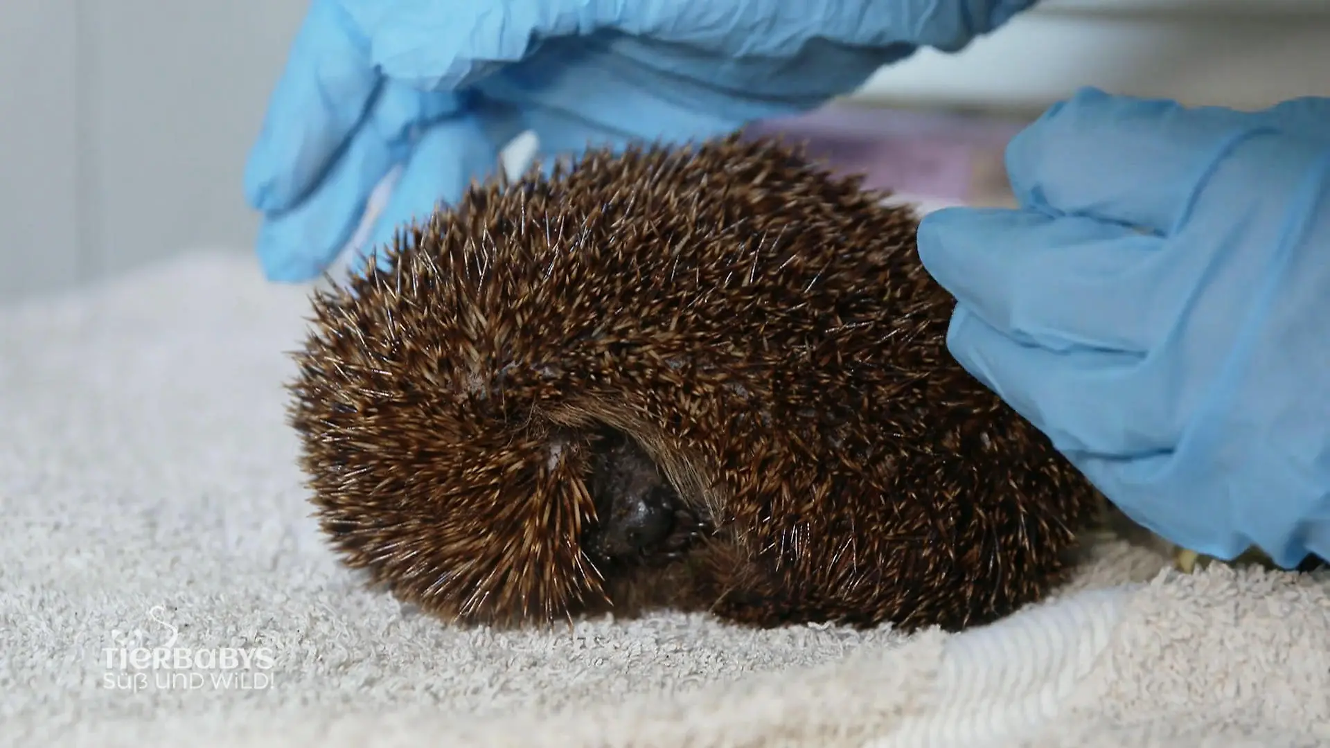 Eine stachelige Dame braucht Hilfe Igel-Alarm!