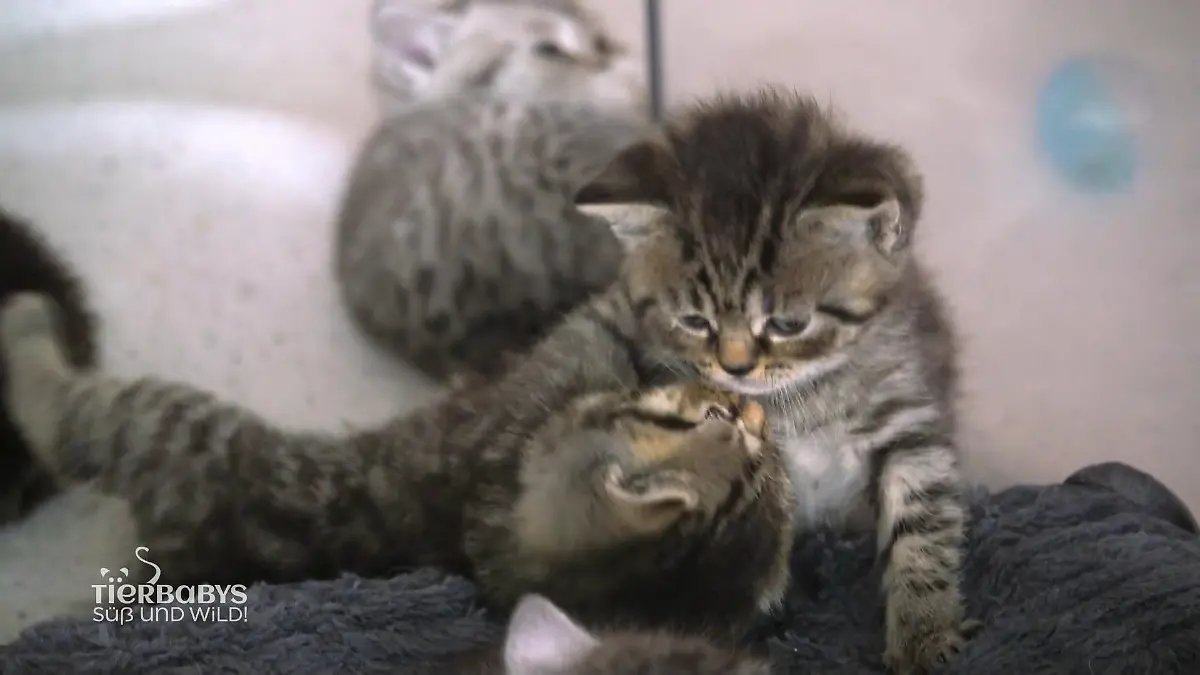 Bei Lottas Katzenbabys ist Action angesagt Zuckersüß!