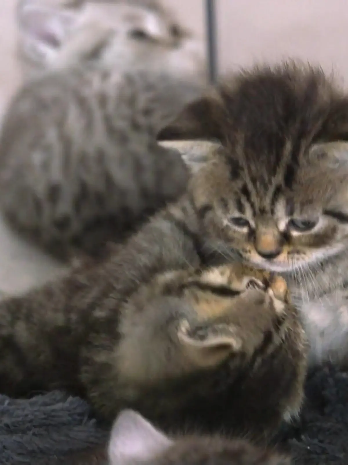 Bild zu: "Bei Lottas Katzenbabys ist Action angesagt"