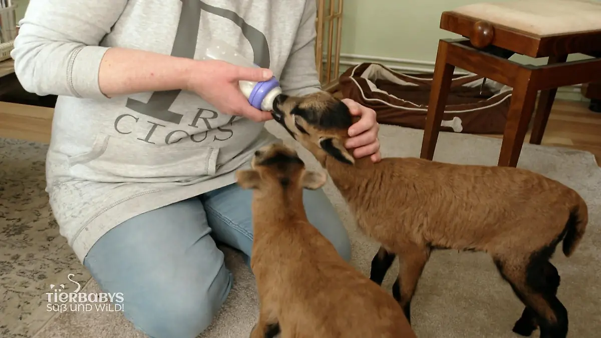 Zwei Zwillingslämmchen an Bord Lecker Milch!