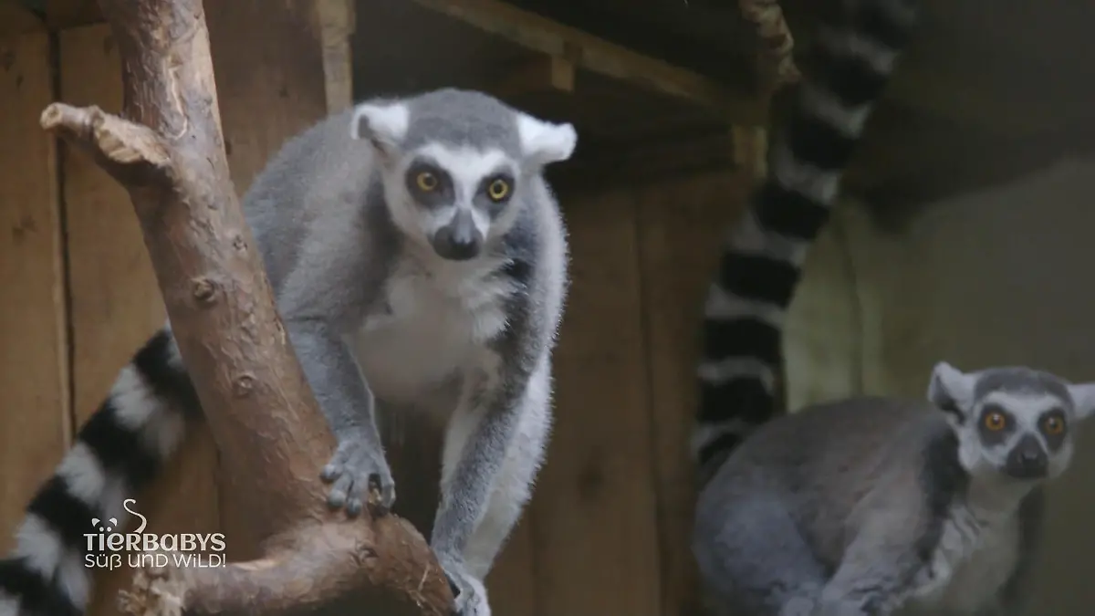 22 Madagaskar Lemuren ziehen um Neues Reservat im Safari-Land