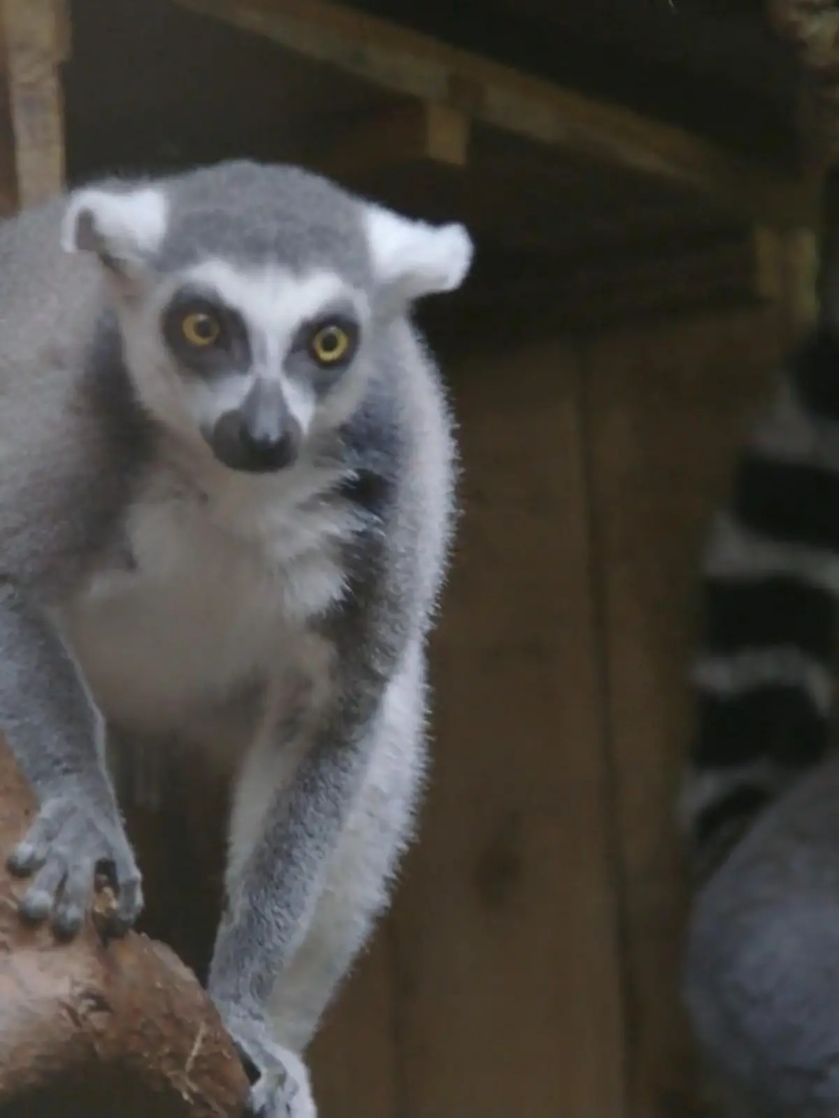 Bild zu: "22 Madagaskar Lemuren ziehen um"