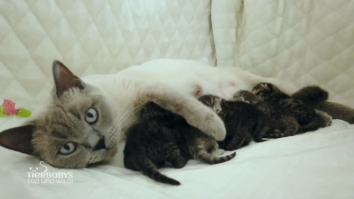 Lotte hat gleich 7 Katzenbabys zur Welt gebracht Babyalarm in Leverkusen!