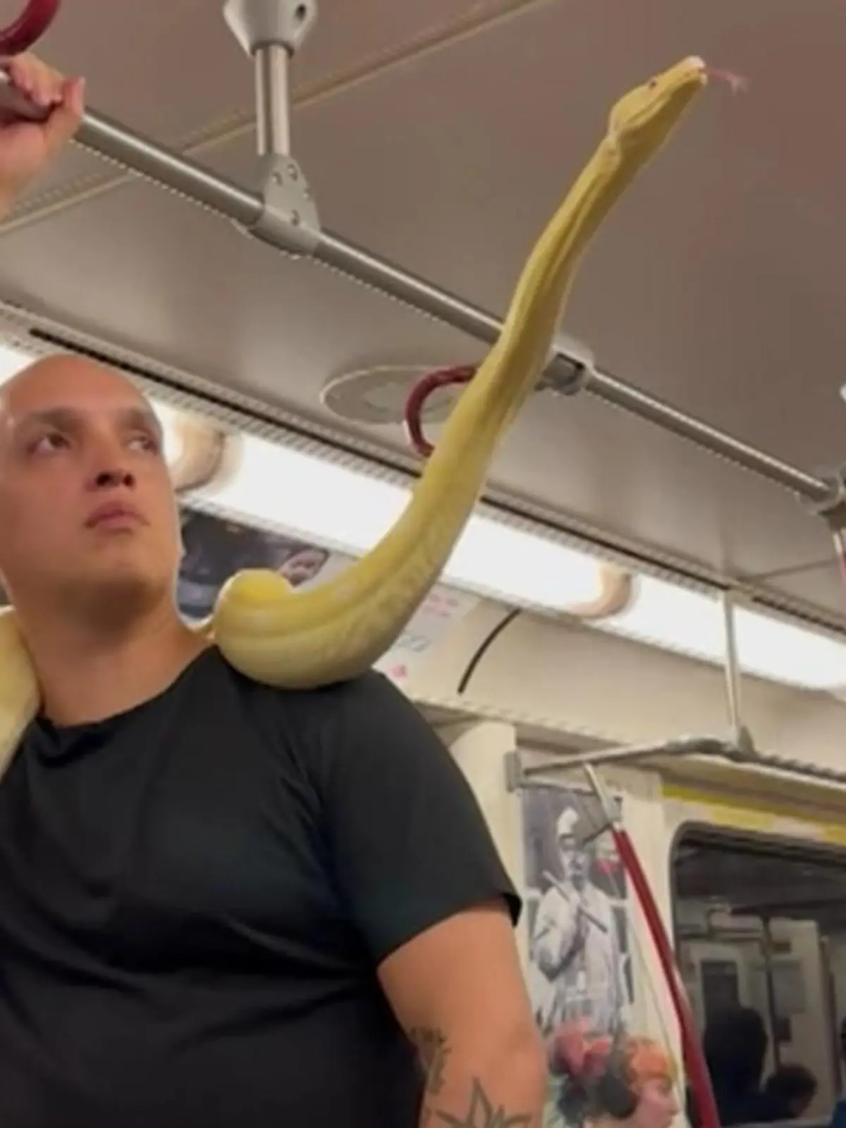 Eine gelbe Boa Constrictor hat sich in der TTC in Toronto um die Schultern eines Mannes gewickelt und fährt mit ihm in der Bahn.