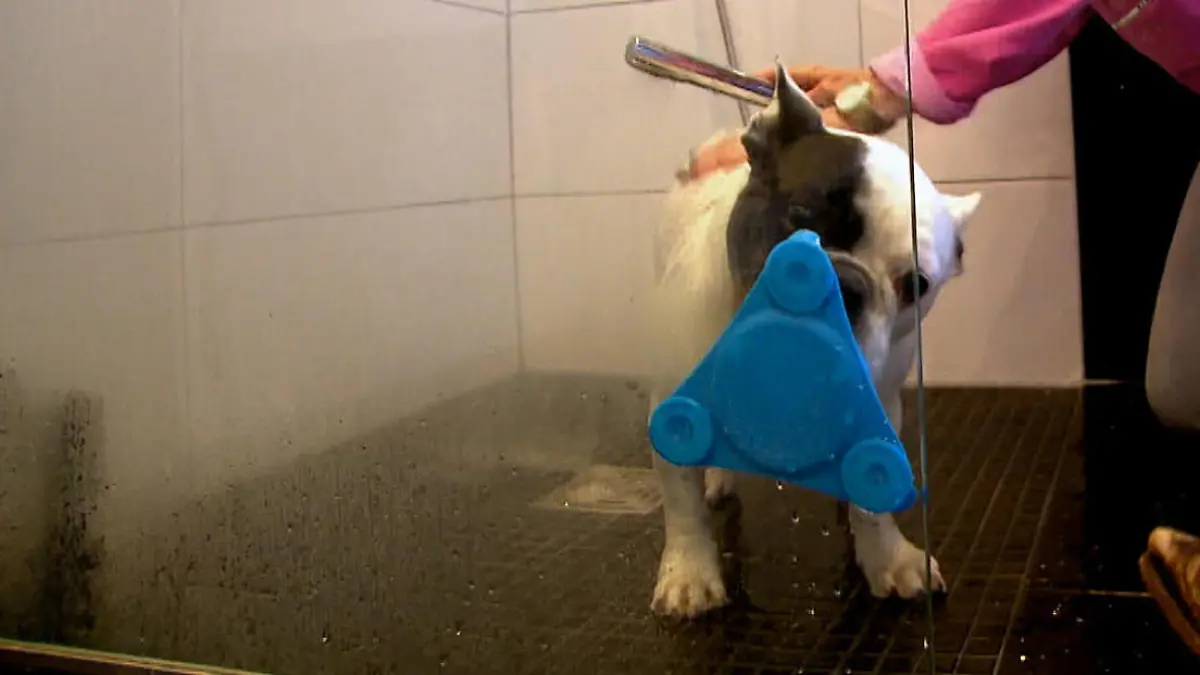Mit dieser Erfindung bekommt "hund" nichts mehr mit Sind Hunde wirklich so leicht auszutricksen?