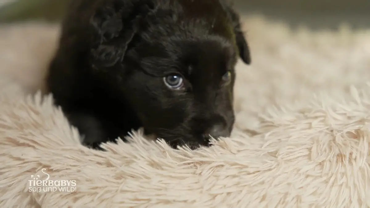 Labrador-Welpe Sandro ist der Liebling "Ein wüster Racker"