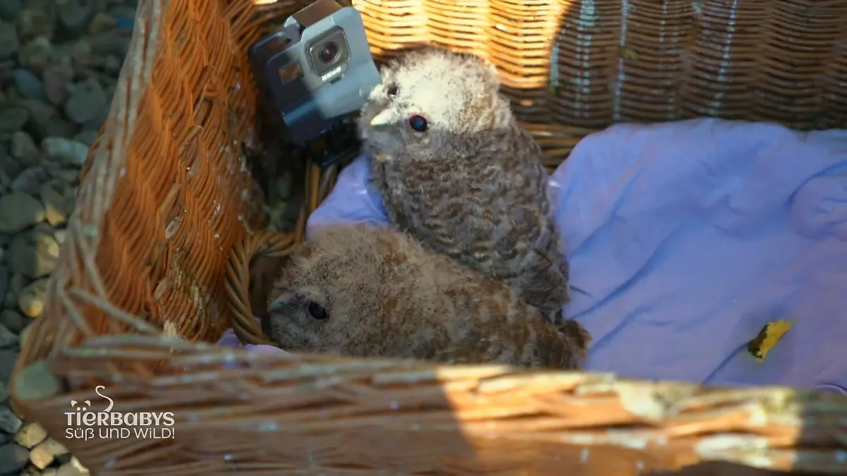Waldkauz-Babys in Not Gestürzt