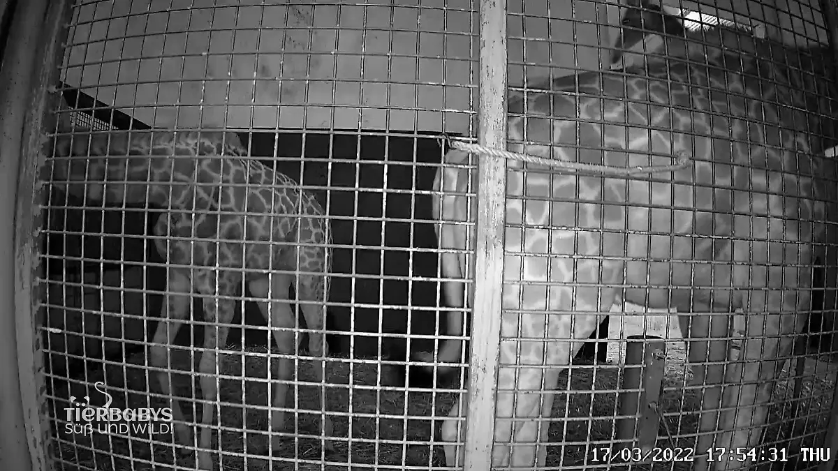 Trinkt Giraffenbaby Ellie genug Milch? Spannend
