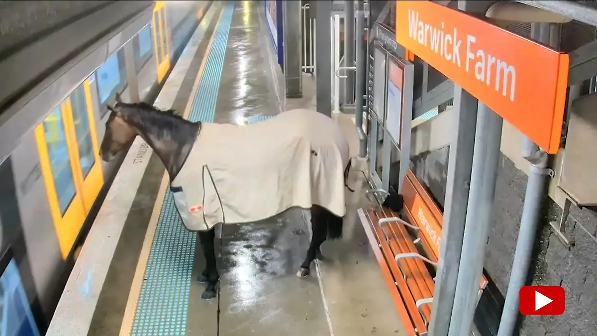 Pferd am Gleis – Vierbeiner mischt U-Bahn-Station auf 