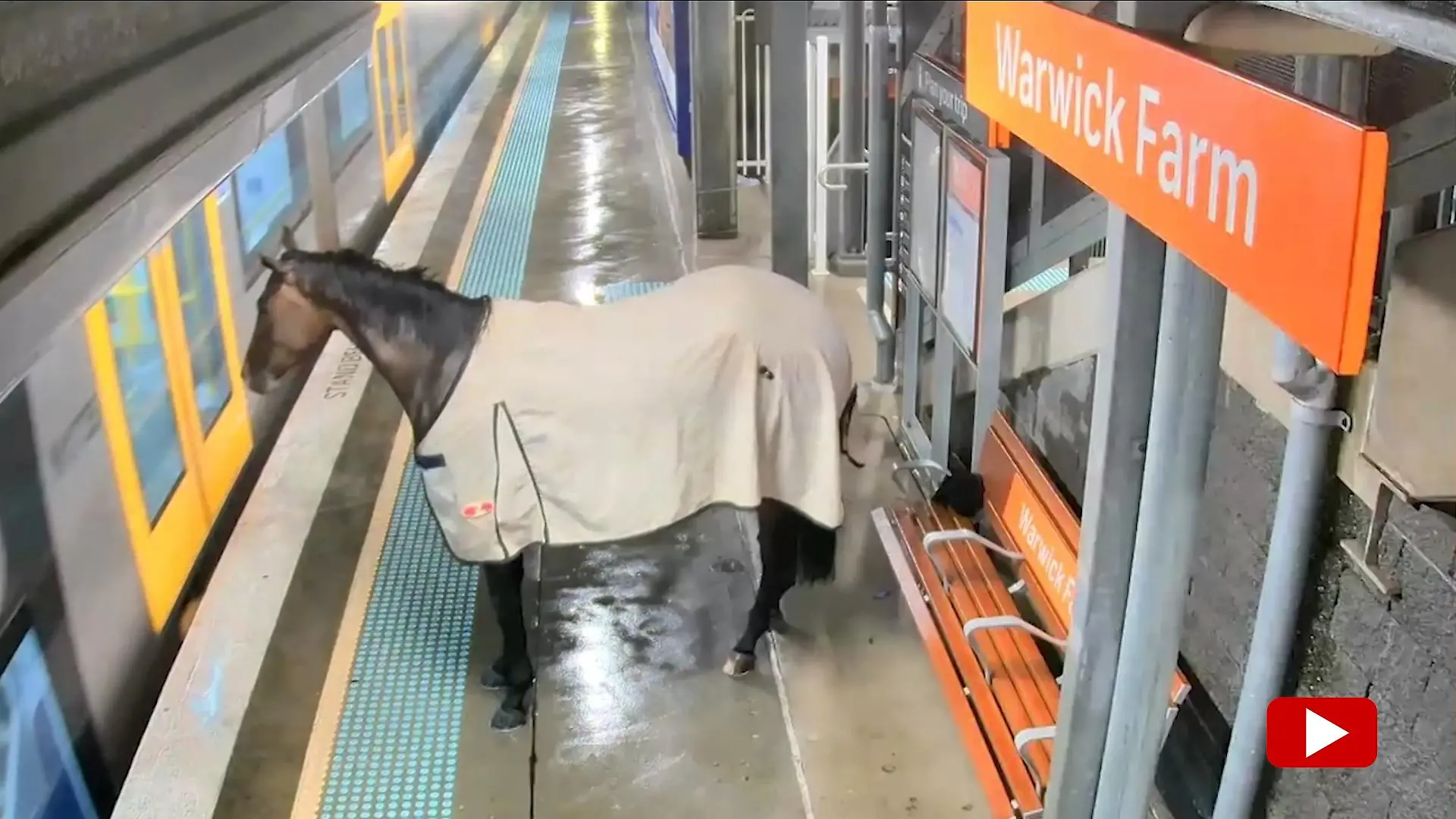 Pferd am Gleis – Vierbeiner mischt U-Bahn-Station auf