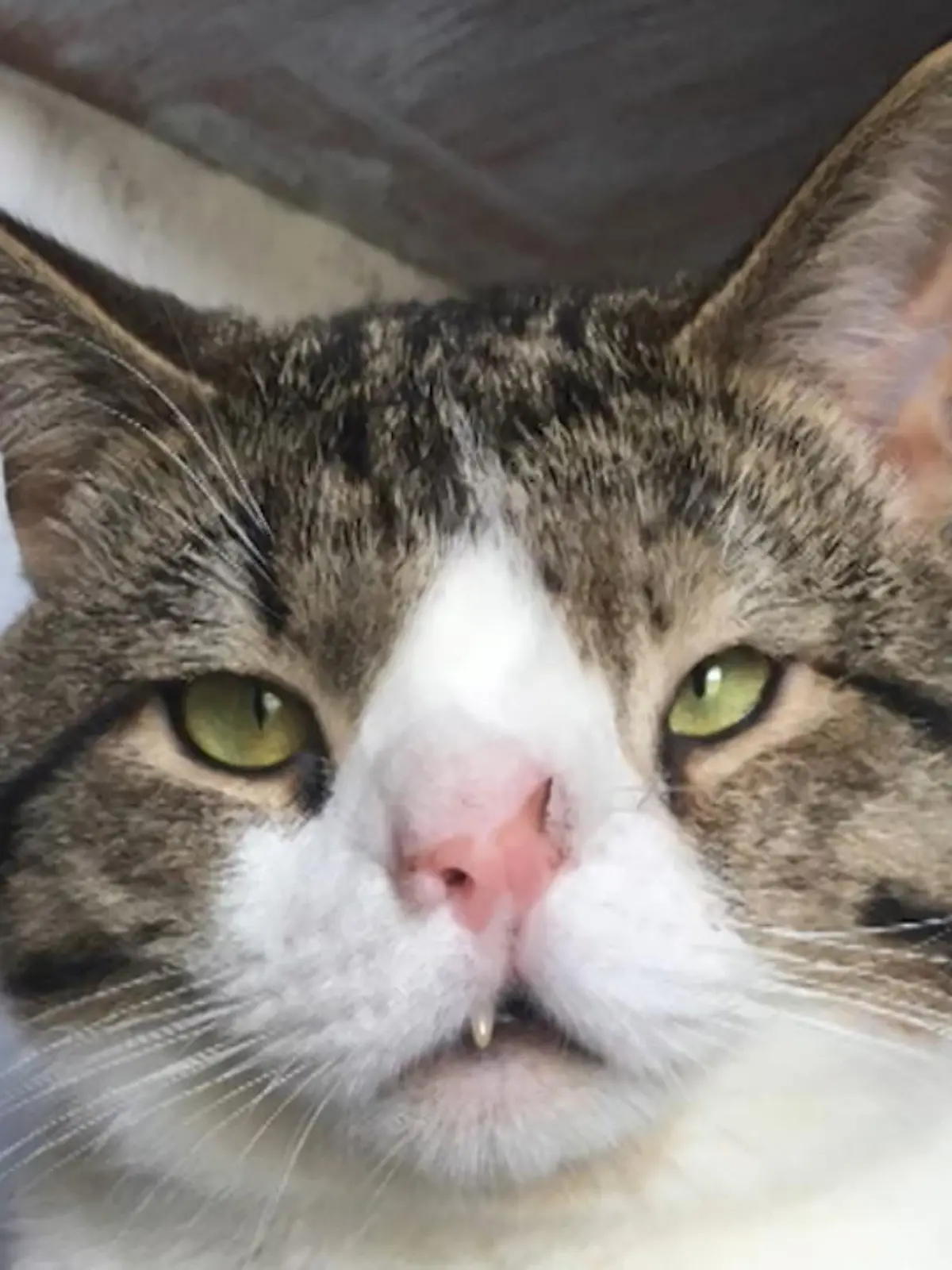 Die virale Sensation Milka findet sich nicht nur im Supermarkt, sondern auch im Internet wieder. Die Rede ist nicht von Schokolade, sondern von dieser einzigartigen Katze mit dem selben Namen wie der Hersteller von Süßigkeiten.