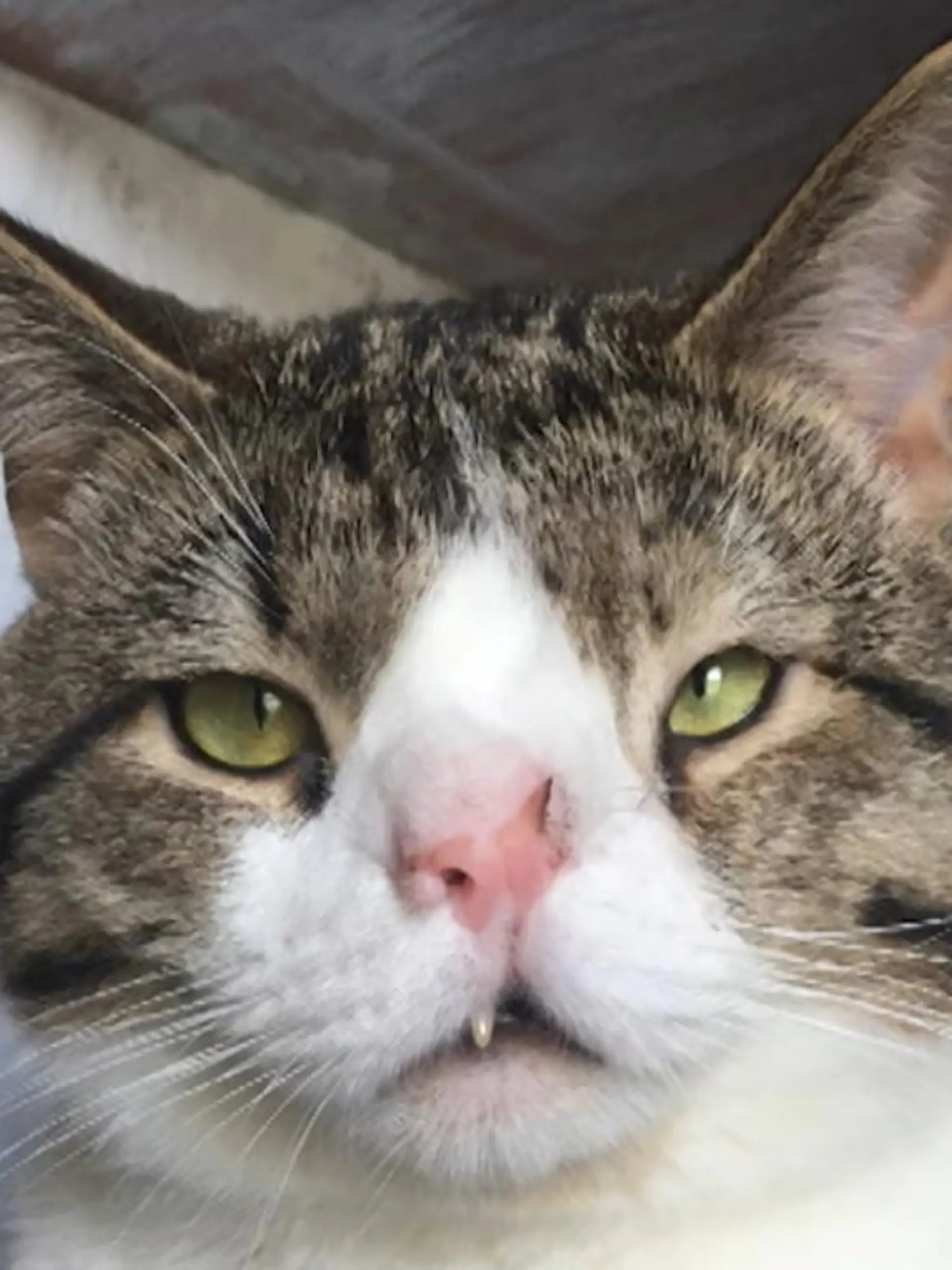 Die virale Sensation Milka findet sich nicht nur im Supermarkt, sondern auch im Internet wieder. Die Rede ist nicht von Schokolade, sondern von dieser einzigartigen Katze mit dem selben Namen wie der Hersteller von Süßigkeiten.