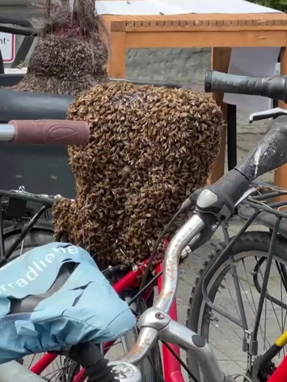 Dieser Bienenschwarm blockiert in der Konstanzer Innenstadt einen Fahrradsattel. Die Polizei ist ratlos, doch ein Imker kann das Volk wieder einfangen.