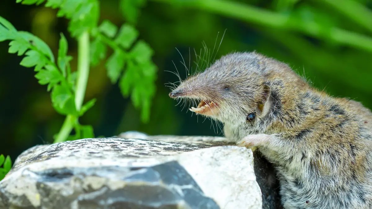 open mouth and white dangerous teeth. close-up of insect-eating mammal and tick insect (Ixodes) parasite in fur, Ixodidae tick