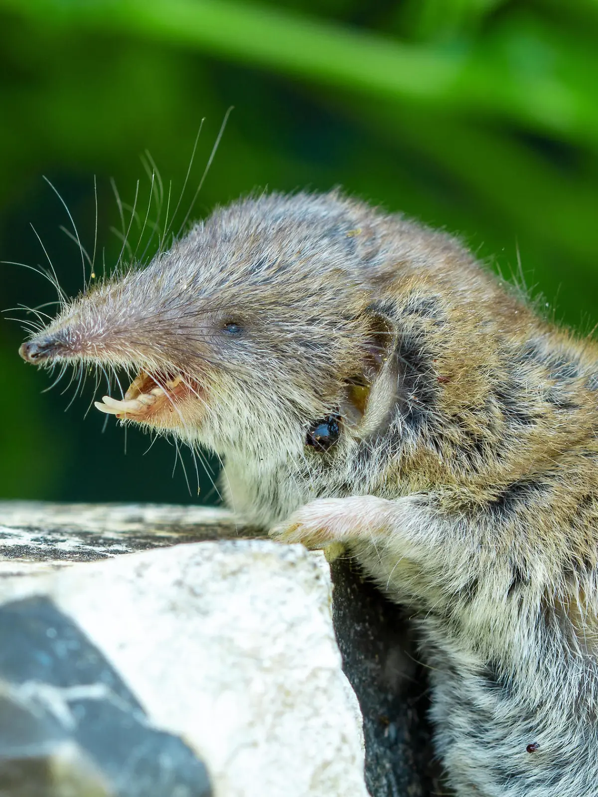 open mouth and white dangerous teeth. close-up of insect-eating mammal and tick insect (Ixodes) parasite in fur, Ixodidae tick