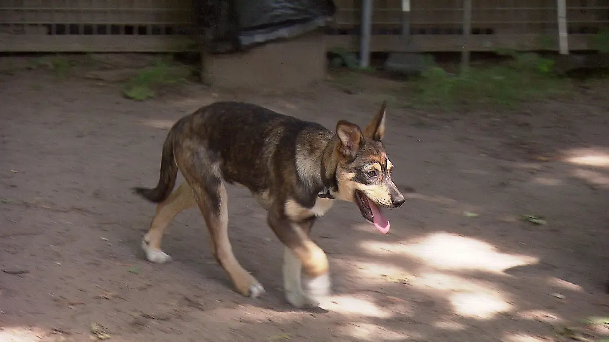 Zehn Hundewelpen suchen ein neues Zuhause.
