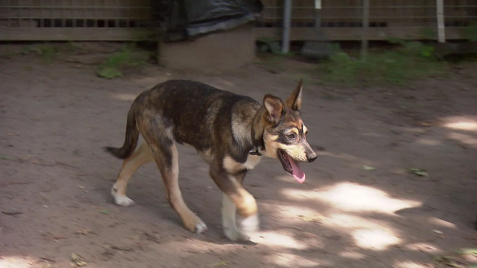 Zehn Hundewelpen suchen ein neues Zuhause.